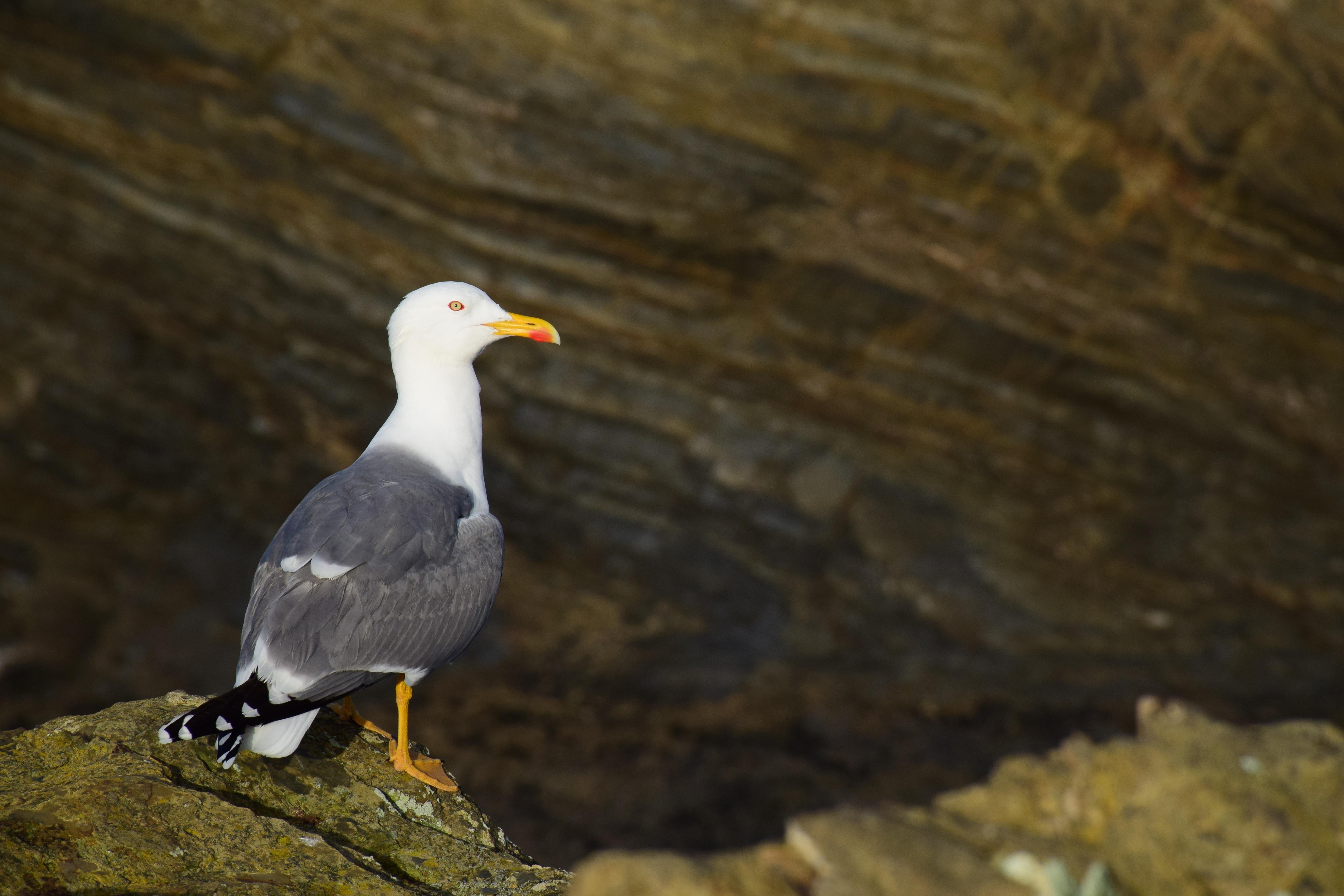The image shows a seagull perched on a rocky surface. The seagull has a white head, gray wings and back, and a yellow beak with a red spot near the tip. The background is blurred, featuring some rocks.