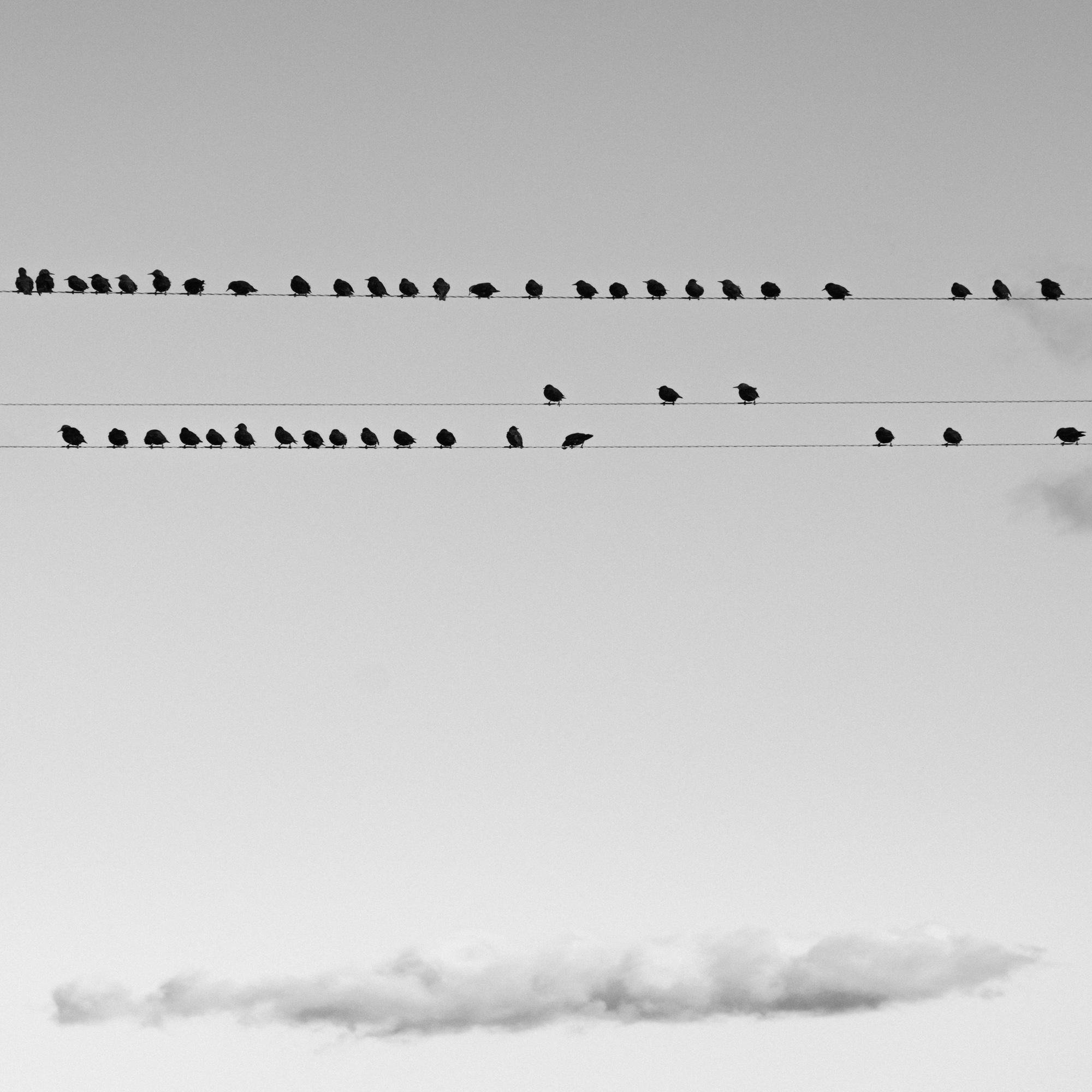 The image shows a group of birds perched on power lines, with a single cloud visible in the sky below them. It's a black and white photograph, highlighting the silhouettes of the birds and the lines against the sky.