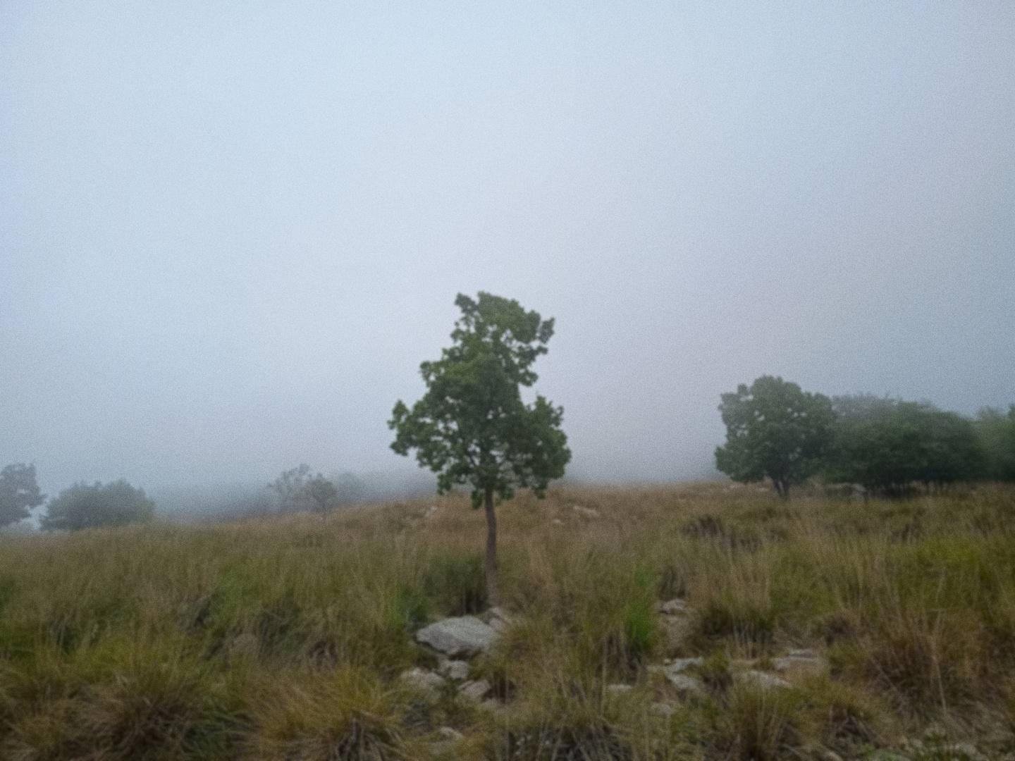 Alberello si staglia su un campo ricoperto da una vegetazione mediamente alta, con la nebbia che nasconde completamente l'orizzonte.