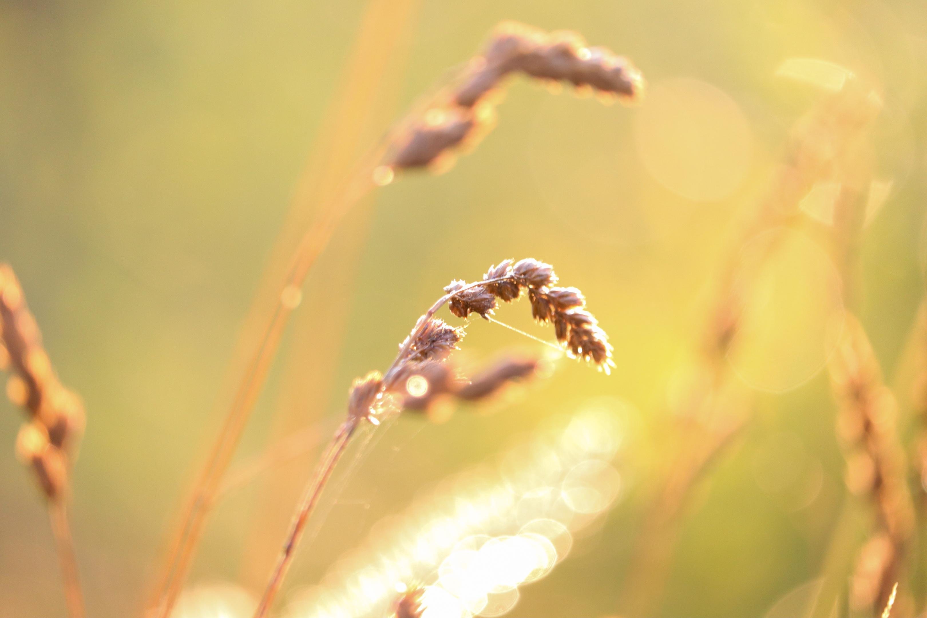 The image shows close-up plants, likely grass or wheat, with warm, golden lighting. The background is blurred, creating a soft bokeh effect, and there is a gentle play of light and shadow on the plant stalks.