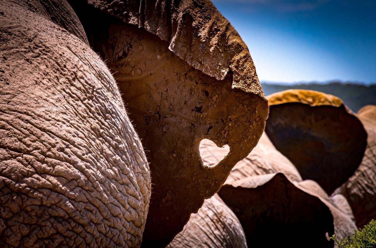 The image shows a group of elephants close together, with one of the elephant's ears having a heart-shaped hole. The texture of their skin and the sunlight give a detailed and dramatic effect.