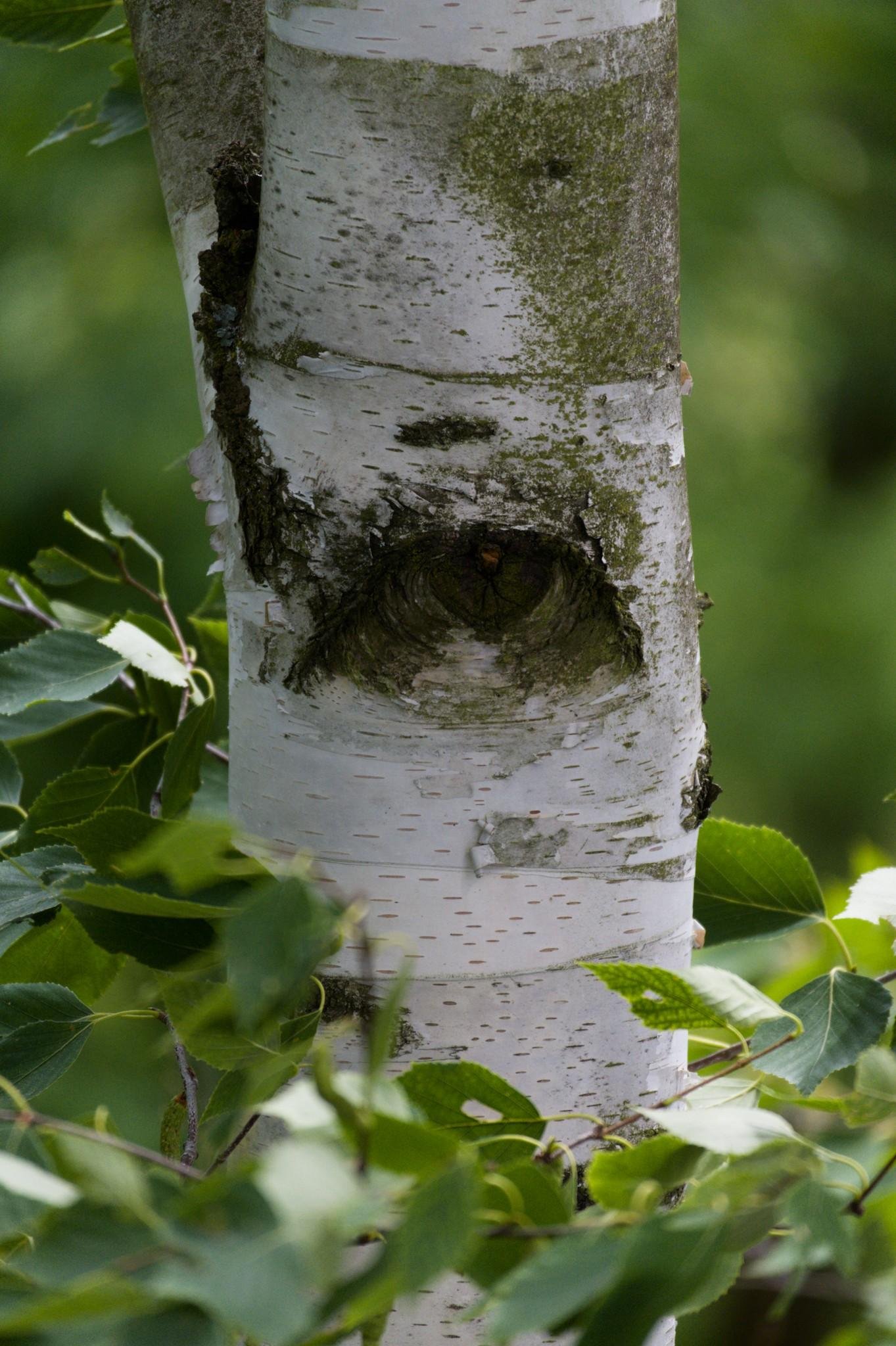 Close-up of a white birch tree trunk with dark bark markings and a large knot at the center resembling an eye, surrounded by green leaves against a blurred green background.
