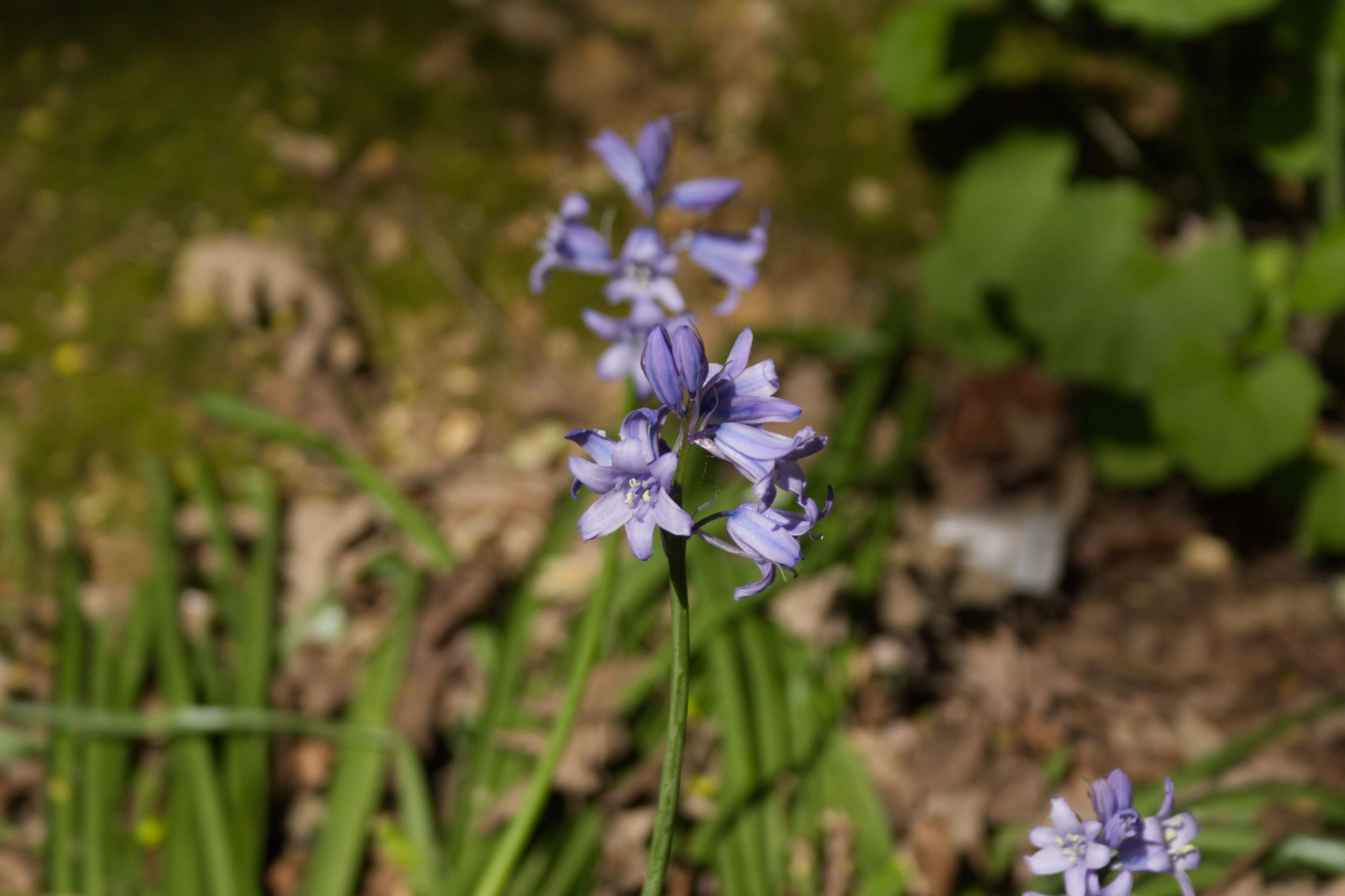 A few bluebell plants are in the middle of the flame, with light purple petals and yellow stamens. The foremost bluebell (focused on) has three flowers, with one slightly pointing to the left, another pointing to the right (stamens not visible) and another pointing in the direction the camera is looking. All are drooping downwards, as expected.

There are two more plants in the frame; one in the bottom right, mostly cut off with its flowers still visible, out of focus. Another is right behind the foremost bluebell (also out of focus) and has several flowers blooming from the stem.

In the background there is general woodland foliage, and some grass.