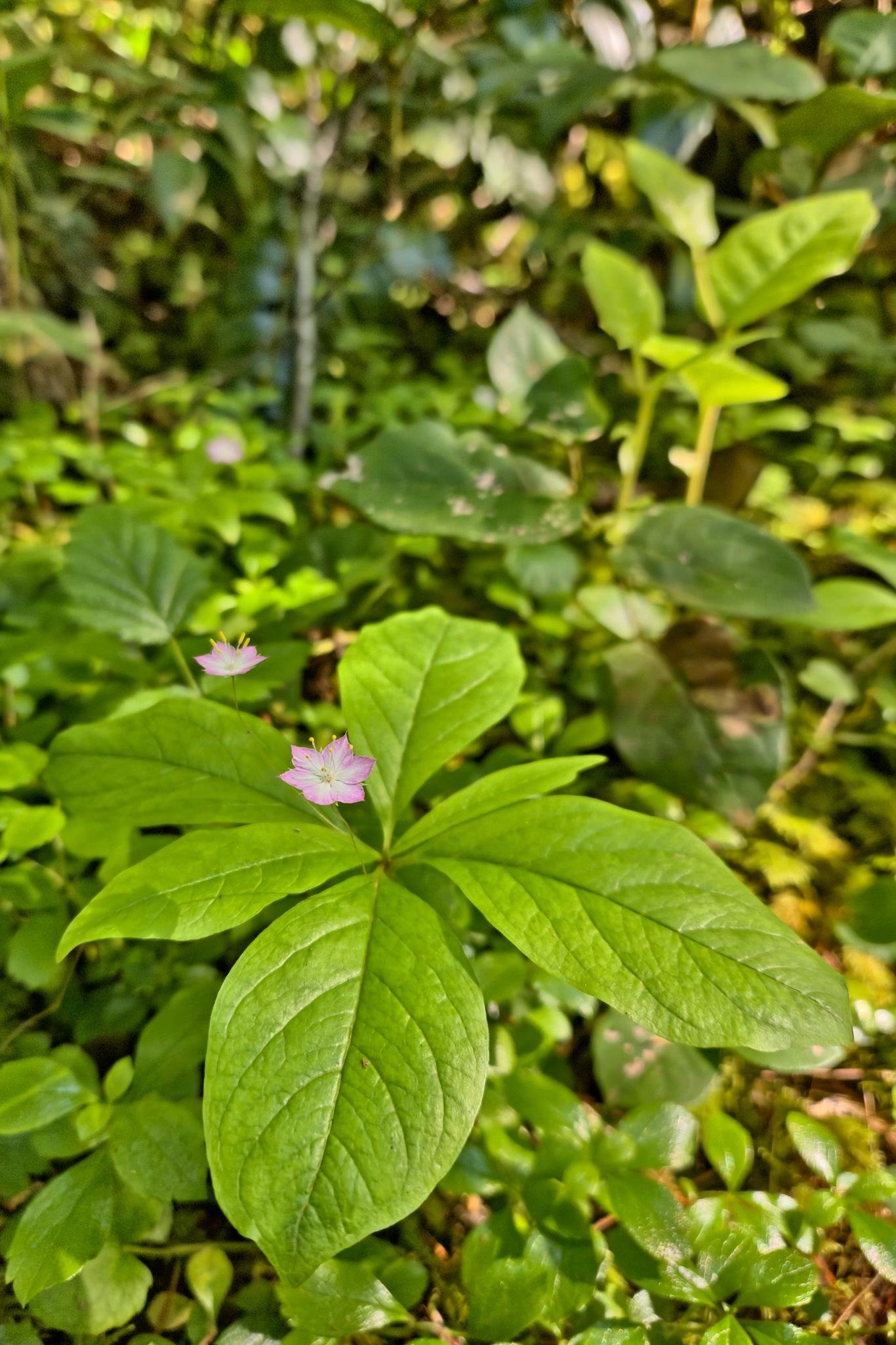 Close-up of a small plant with broad green leaves and two delicate pink flowers with white centers. The background is filled with dense foliage, creating a lush, green natural setting. Light filters through the leaves, casting gentle shadows.
