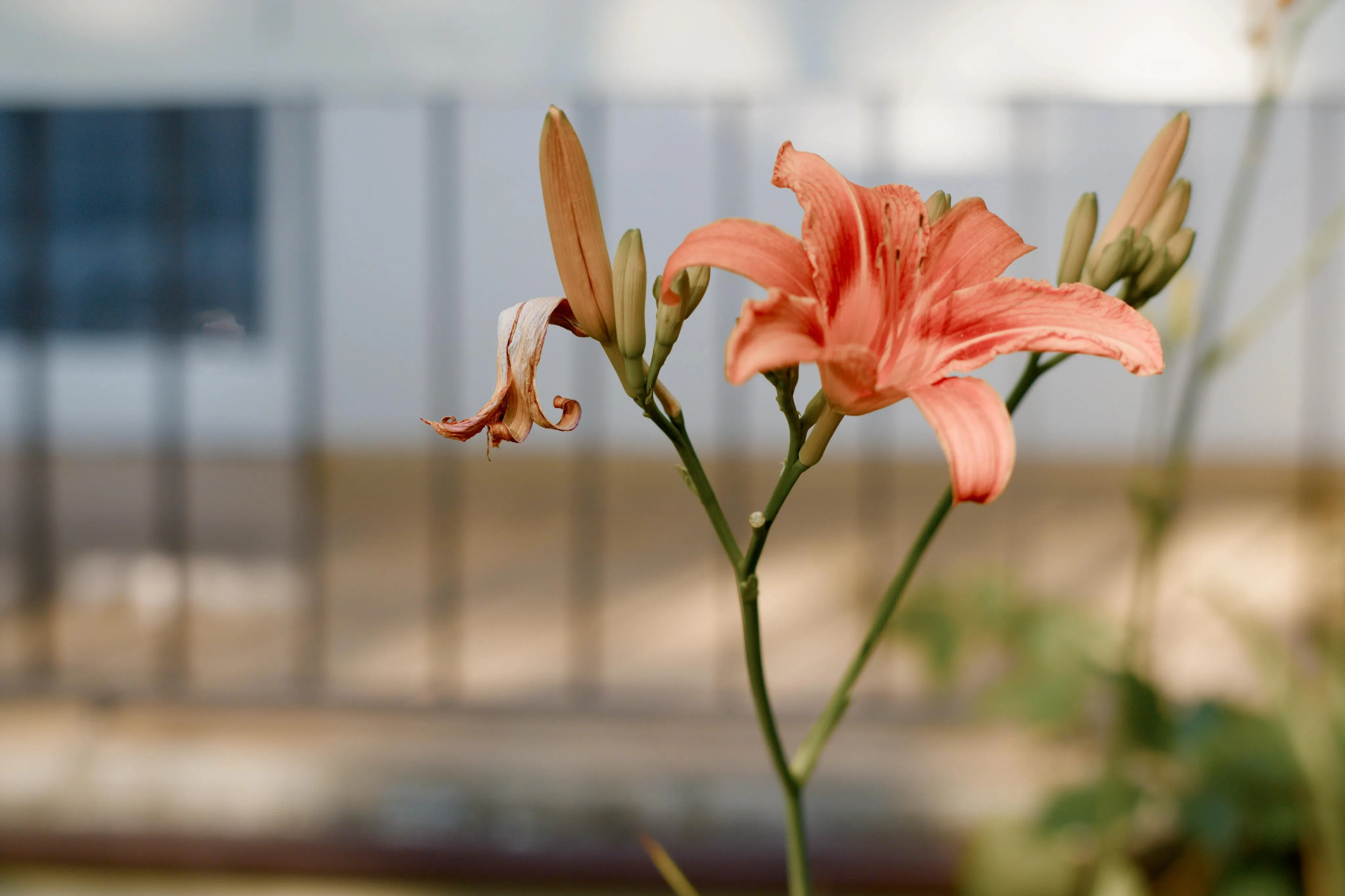 A photo of a peach colored flower