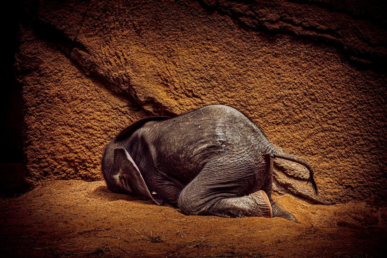 Small elephant calf lying curled on sandy ground with head tucked down, positioned against a large textured rock wall in warm brown tones.