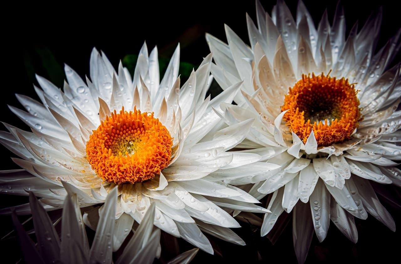 Two white daisy-like flowers with orange centers, covered in water droplets, photographed in close-up against a dark background.