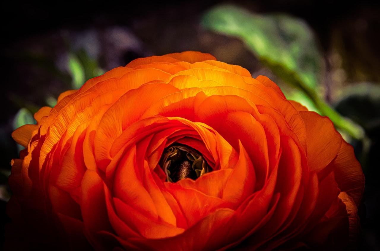 The image shows a close-up of an orange flower. The petals are layered and appear to have a silky texture, with some green foliage in the blurred background.