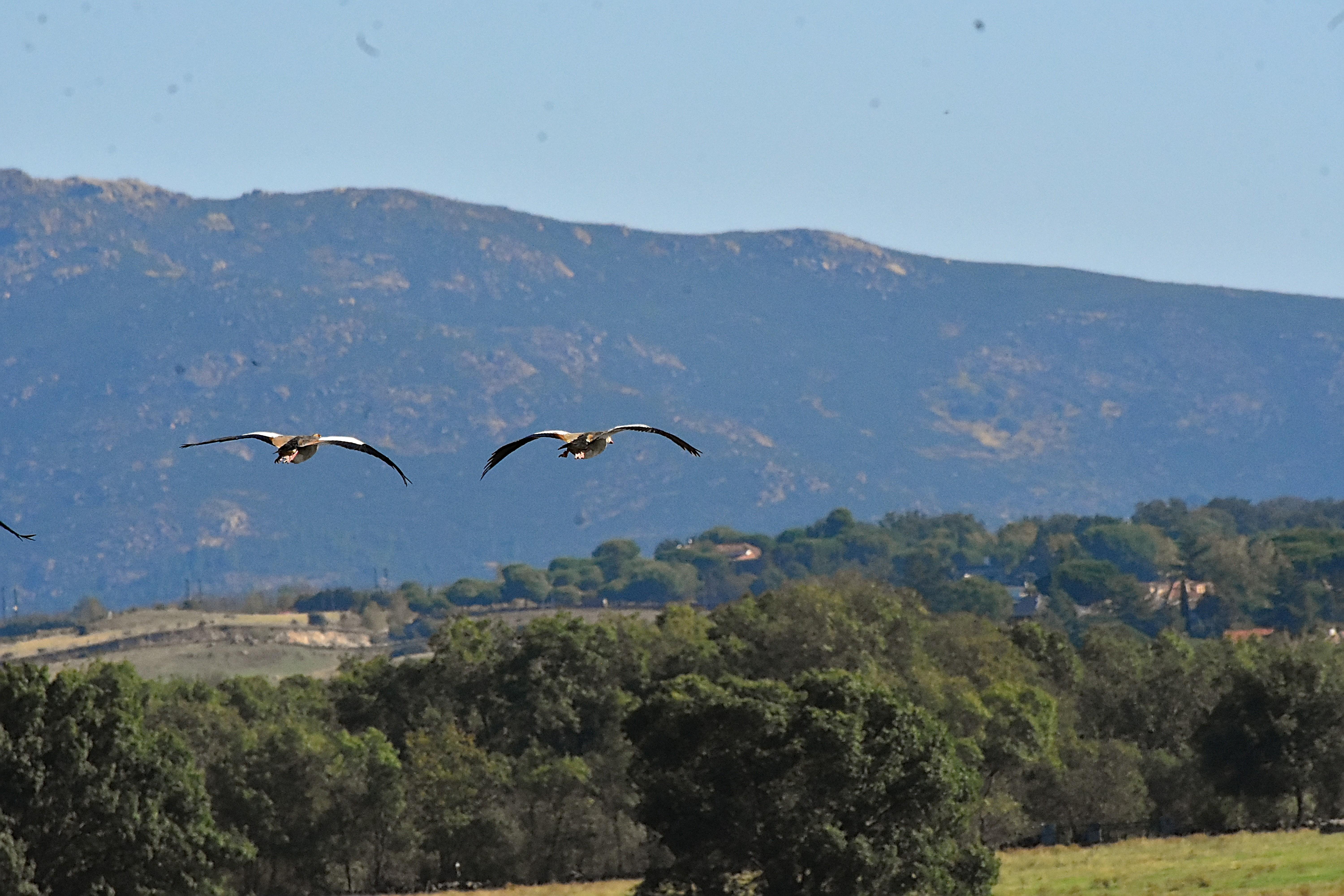 Se ven dos aves volando de espaldas con un fondo de montañas, arriba el cielo azul y debajo paisaje de robles. Apenas se ven los colores, lucen blanco en las alas con el final de las plumas en negro. El cuerpo es de color marrón. 

Si estás leyendo este texto es porque tienes dificultades de visión y espero que te haya ayudado a ver la imagen. Si no ha sido así, te agradecería los comentarios.
Si lo has leído aunque ves la imagen sin problemas recuerda que debes poner un texto alternativo en tus archivos multimedia para que todo el mundo pueda disfrutarlos.