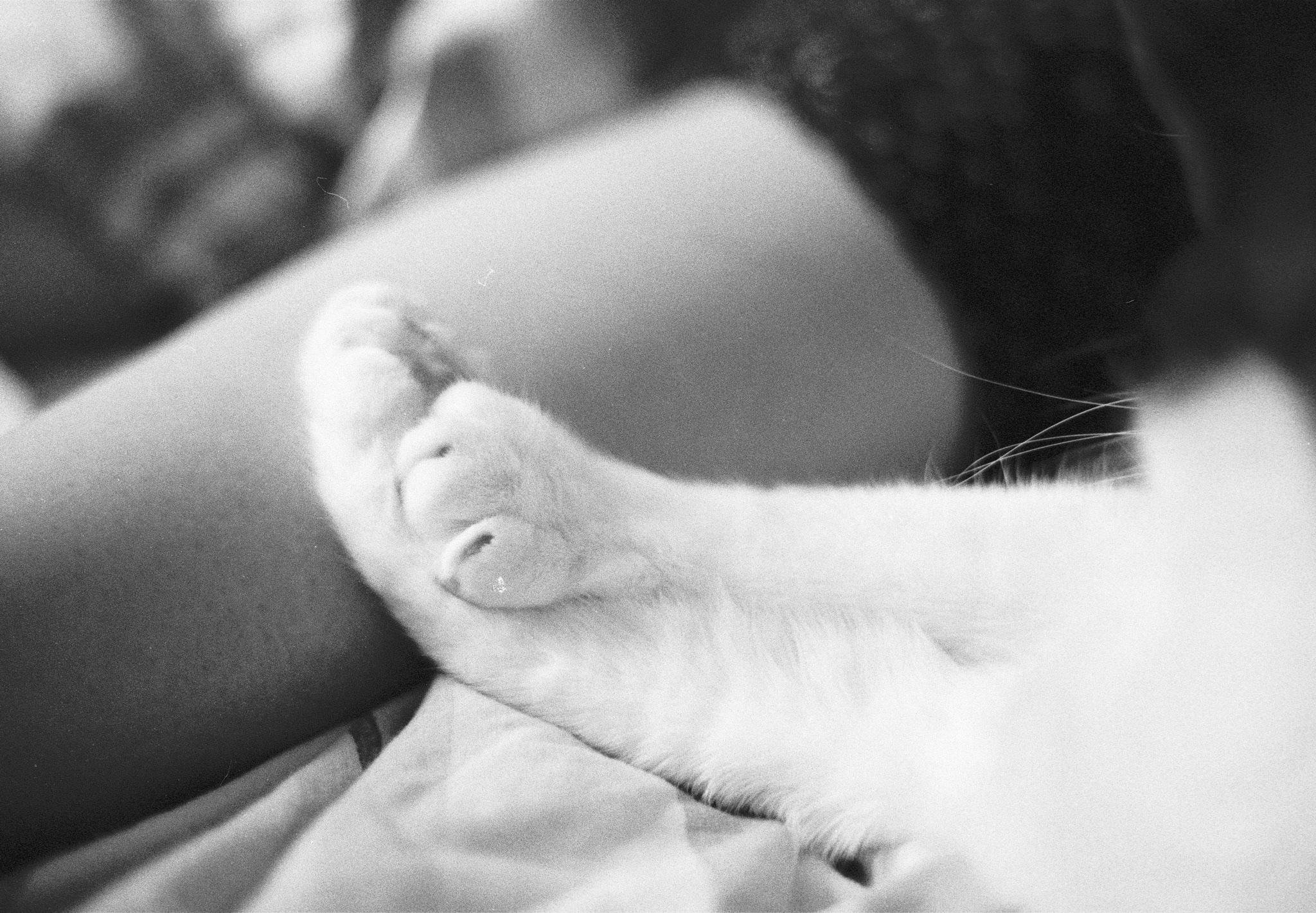 Close-up black-and-white photo of a cat’s white paw and leg resting on a person’s bare arm, with the background softly out of focus.