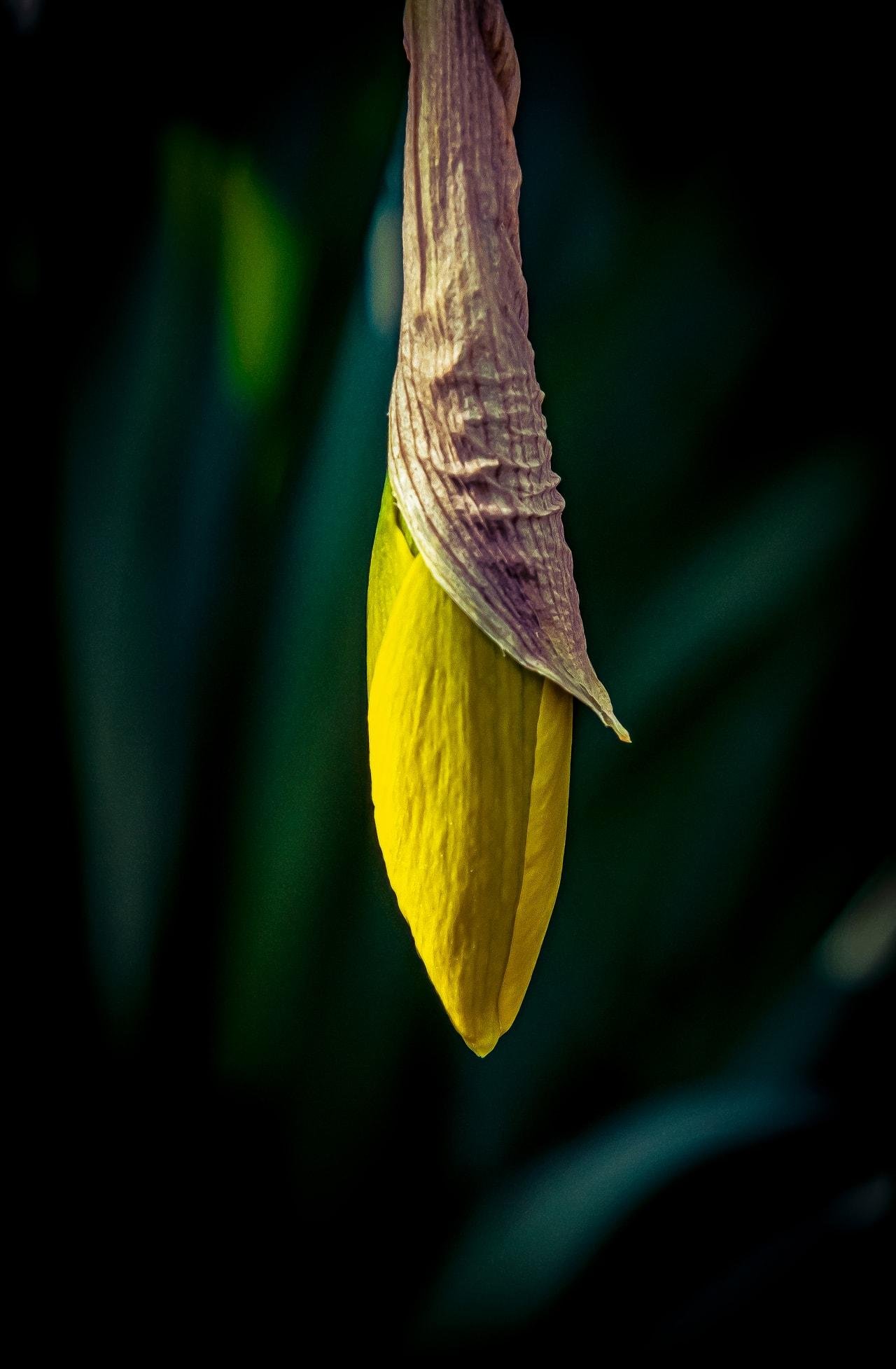 The image shows a close-up of a yellow flower bud, likely a daffodil, with a papery outer layer partially covering it. The background is blurred, highlighting the bud.
