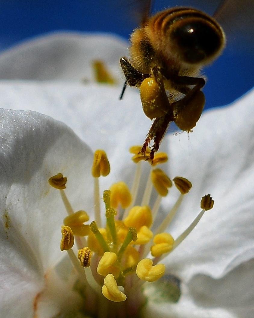Macro close-up of a honeybee on a white flower, with yellow pollen baskets on its hind legs and the flower’s yellow stamens in sharp focus against a blurred blue background. ###
Makroaufnahme einer Honigbiene auf einer weißen Blüte, mit gelben Pollenkörbchen an ihren Hinterbeinen und den gelben Staubblättern der Blüte, die sich scharf vom verschwommenen blauen Hintergrund abheben.