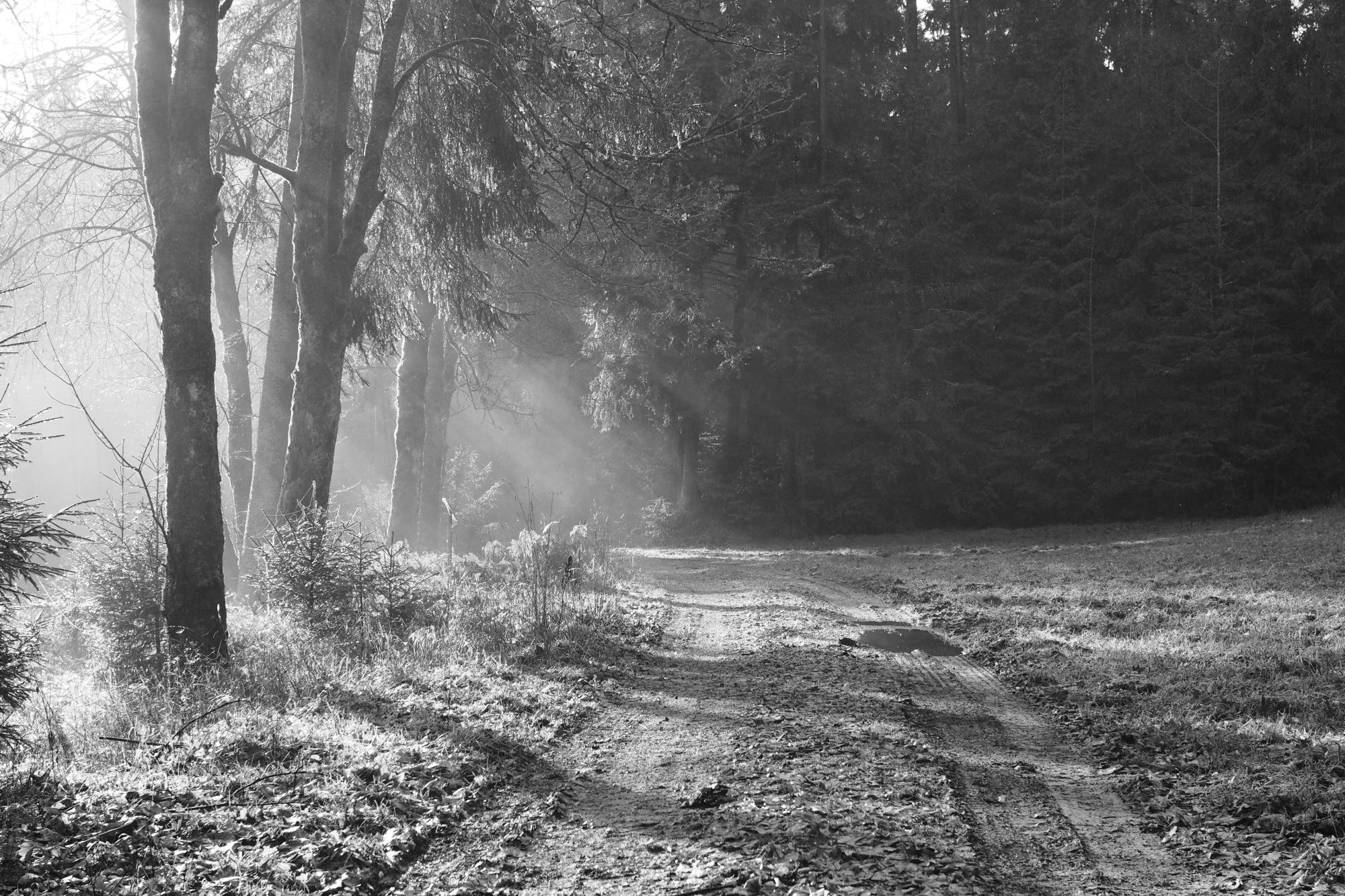 Black-and-white photo of a dirt path with tire tracks curving through a forest; tall trees line the left side, dense evergreens fill the right, and low sunlight filters through branches creating misty beams and long shadows across the ground.