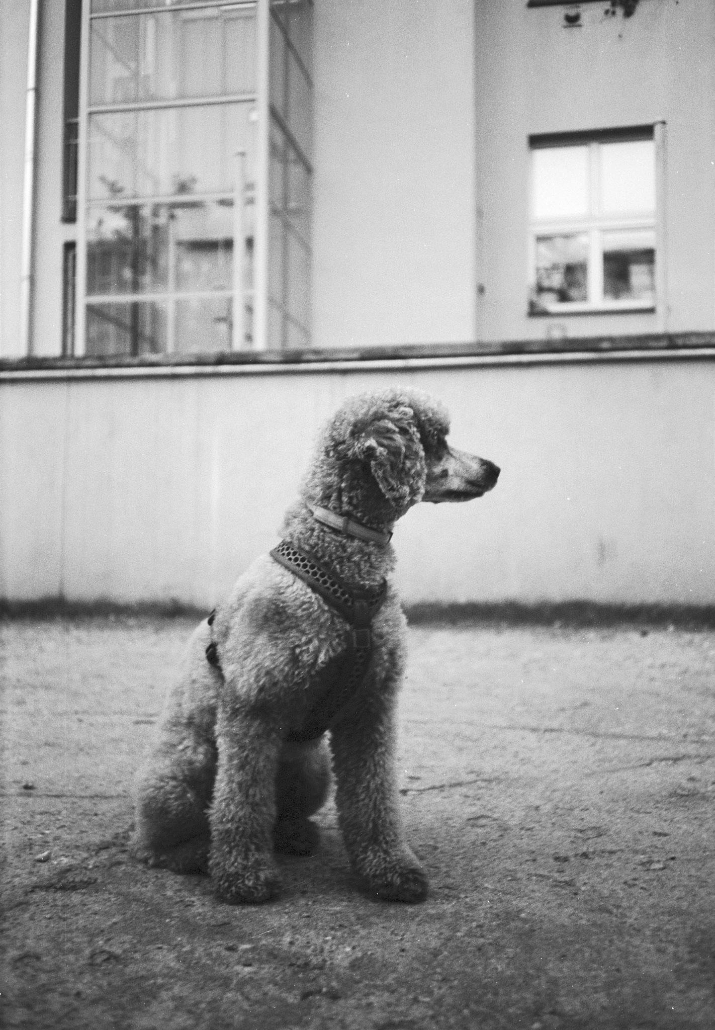 Black-and-white photo of a curly-haired poodle wearing a harness, sitting on pavement in profile facing right, with a building wall and windows in the background.
