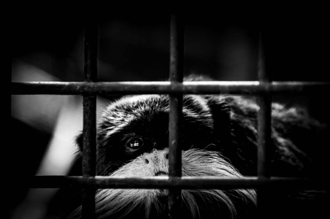 Close-up black-and-white photo of a small monkey’s face behind a metal cage grid, with one eye visible between the bars and fur filling the right side of the frame.
