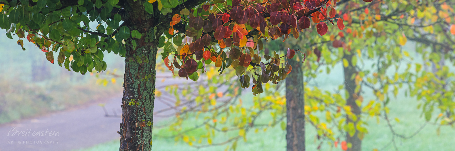 header profile