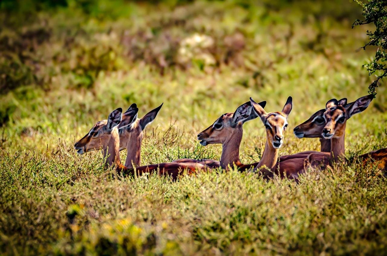 The image shows a group of impalas lying in the grass with their heads raised. They are in a natural setting, likely in a savanna or grassland.