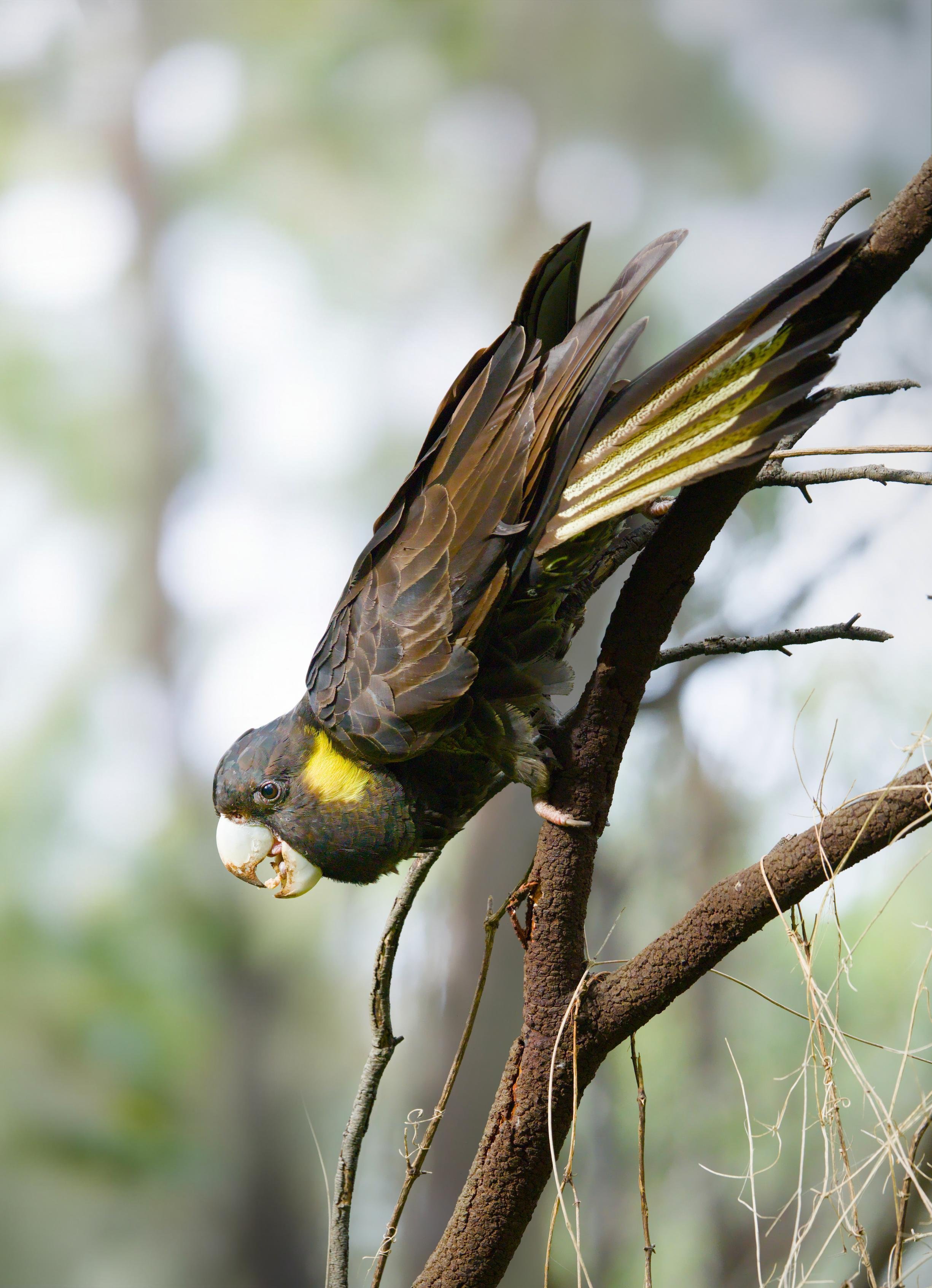 A yellow-tailed cockatoo clinging sideways to a tree branch, head angled downward with beak open.