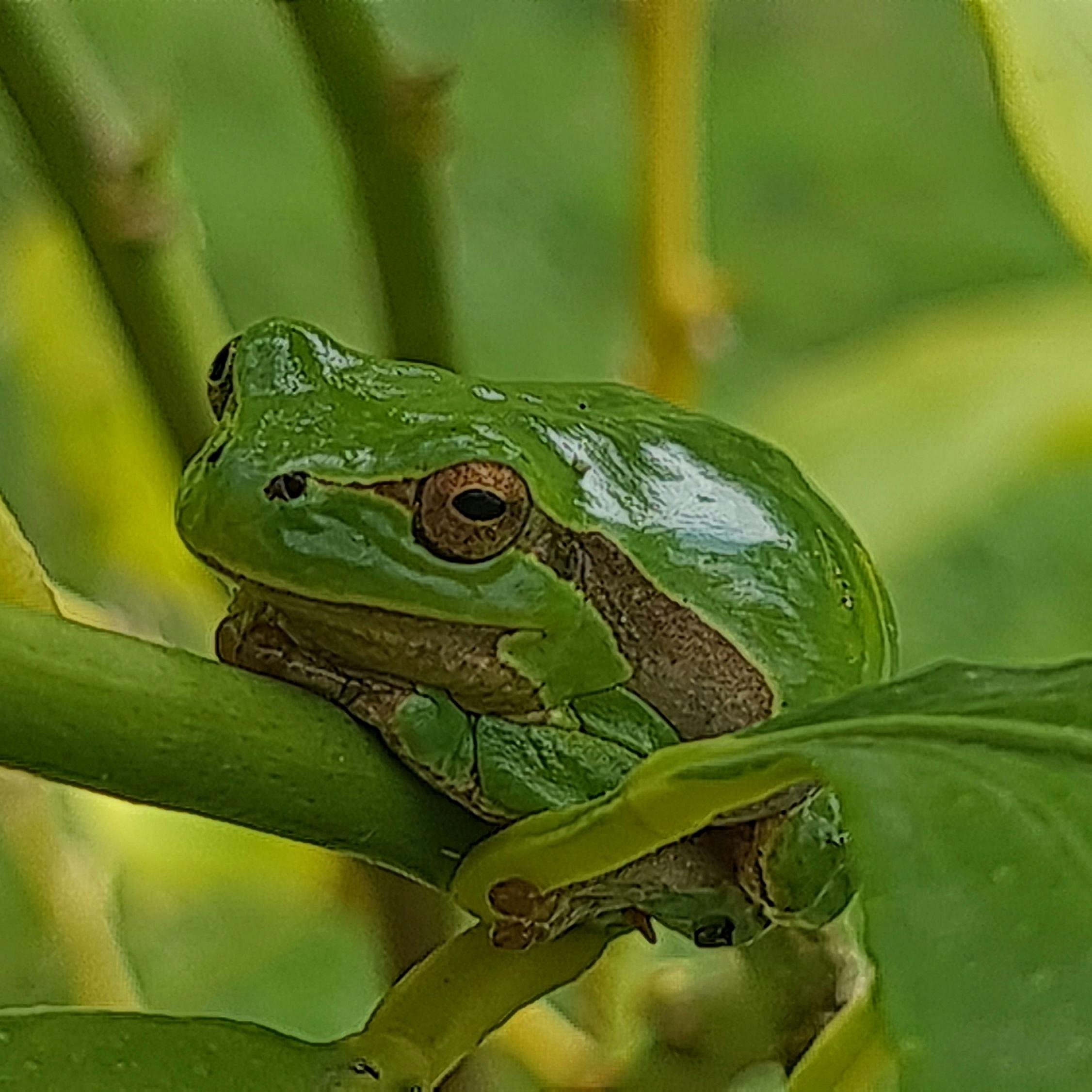 Raganella verde immersa nel verde.

The image shows a green tree frog resting on a plant. Its body matches the surrounding foliage, providing excellent camouflage.