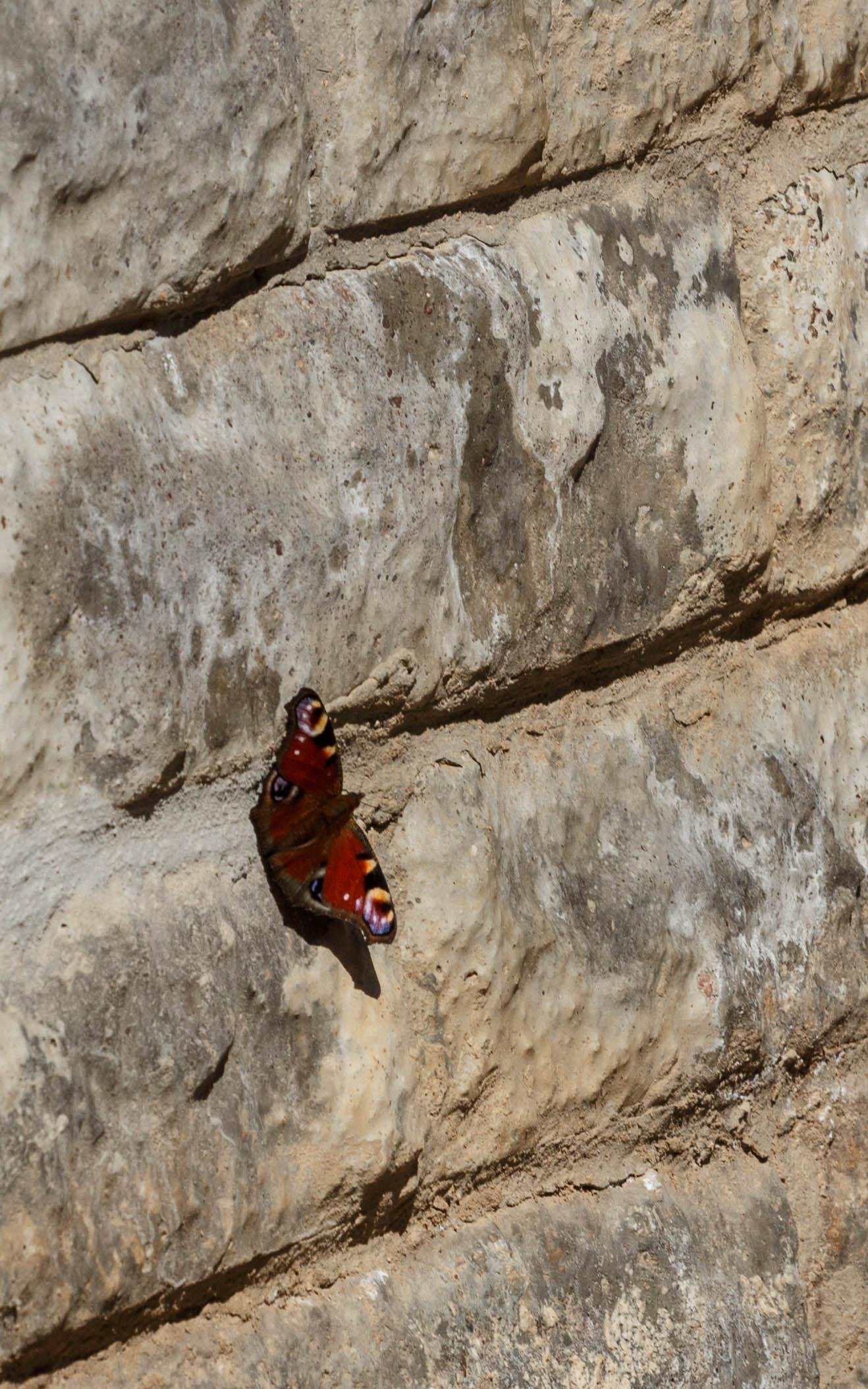 A peacock (Aglais io) resting on a stone wall.