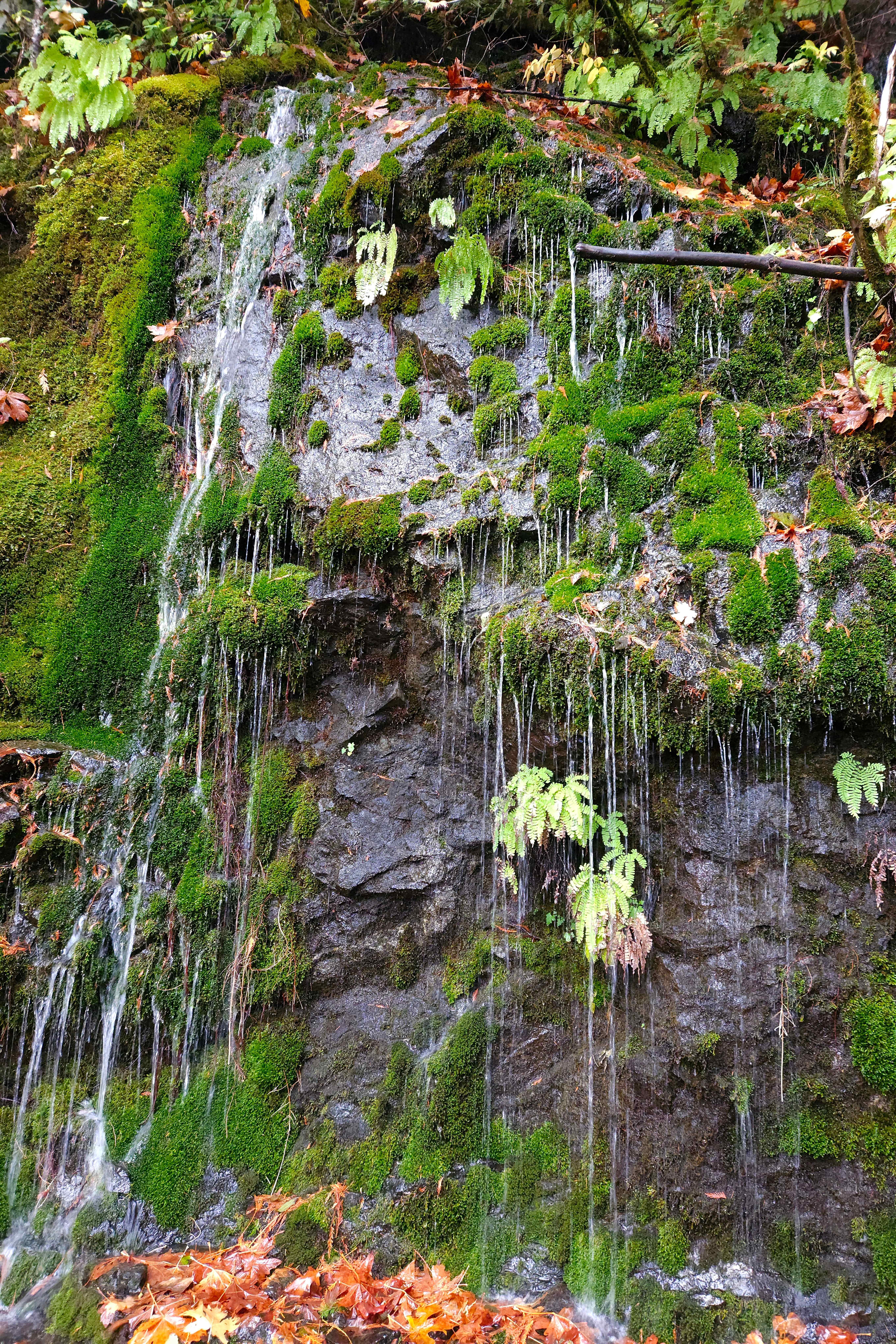 The image shows a small waterfall or stream flowing down a moss-covered rock face. There are ferns and other green plants growing among the moss, and fallen leaves lie scattered at the base of the rock. The setting appears to be a natural, lush forest environment.