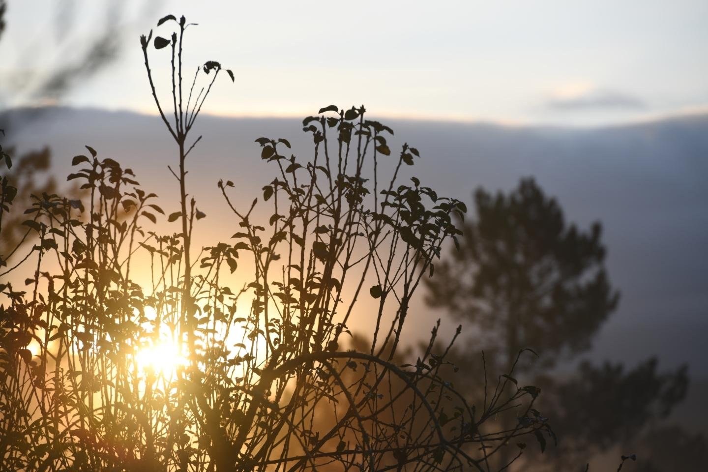 O sol nacente a través dunha maceira a contraluz.
Ao fondo un piñeiro desenfocado.