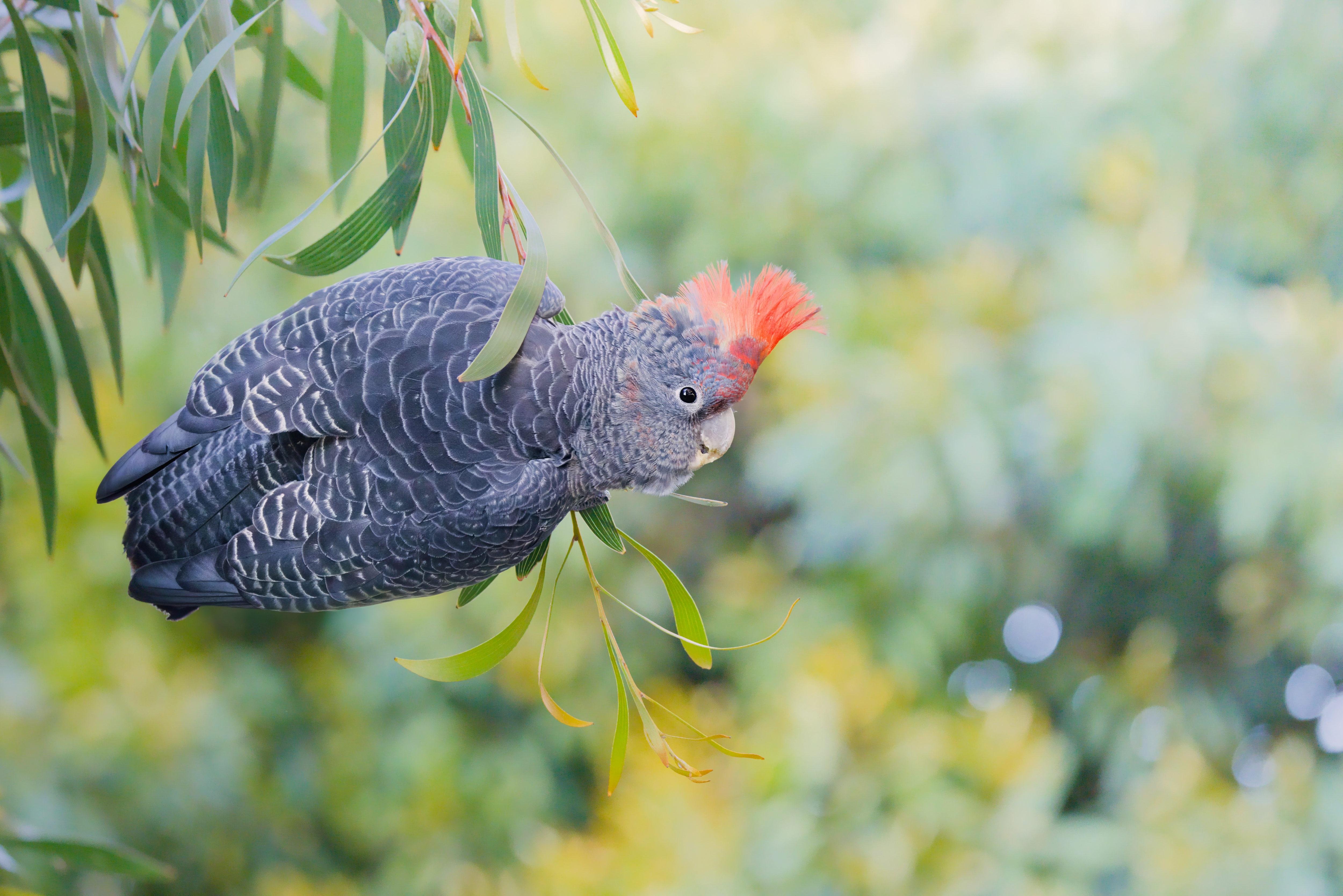 A juvenile male gang-gang cockatoo with a red crest hanging sideways from thin eucalyptus branches, facing right, against a blurred green background.