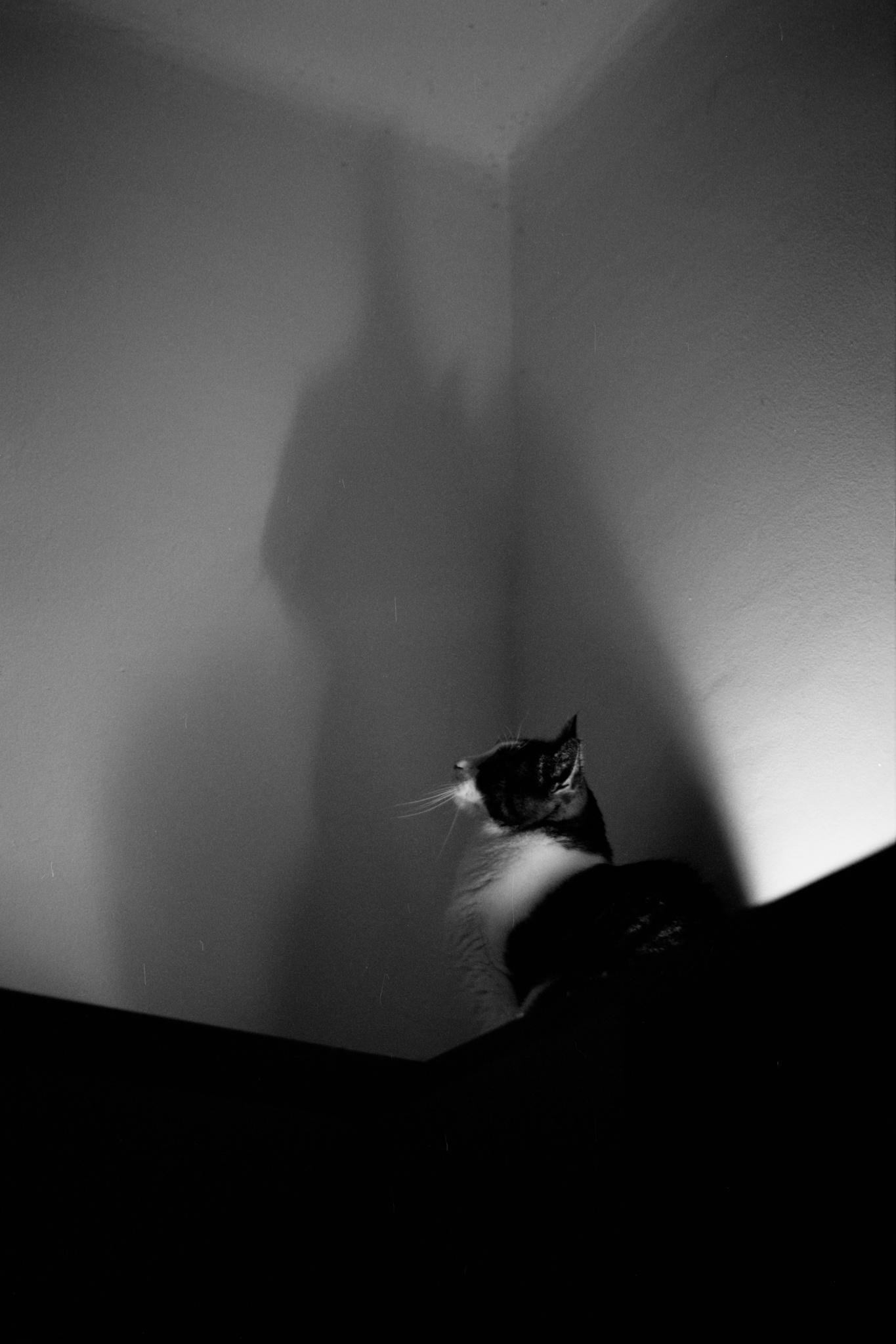 Black-and-white photo of a cat sitting at the bottom right, looking left, with a large shadow of the cat cast on the wall corner behind it.