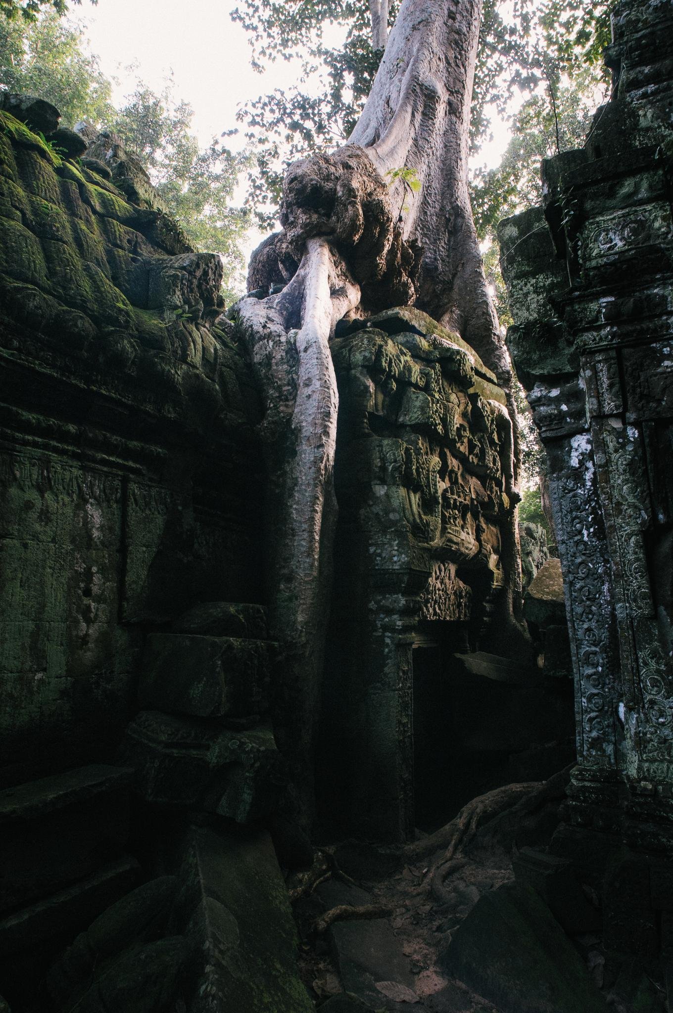 Massive tree trunk and thick roots draped over moss-covered stone temple ruins, framed by tall carved pillars and walls, with sunlight filtering through the forest canopy above.