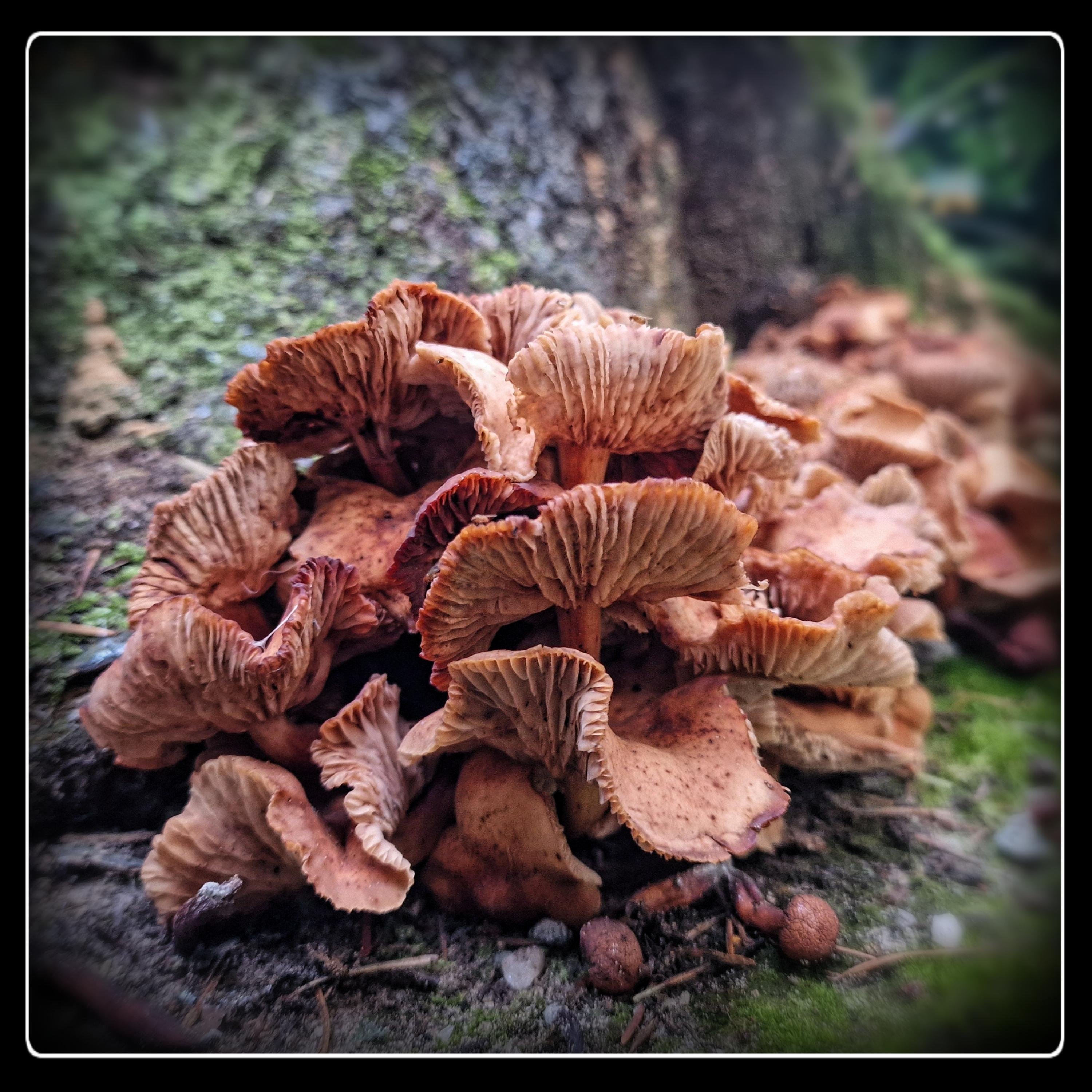 Close-up photograph of a dense cluster of wild mushrooms growing at the base of a tree trunk in a forest. The mushrooms have curled, wavy caps in muted shades of brown, tan, and soft orange, with textured, deeply ridged gills visible underneath. Some caps are frayed or folded, giving the cluster an organic, layered look. The foreground is sharply focused, highlighting the delicate details of the gills and the slightly speckled surfaces of the caps, while the background fades into a soft blur of tree bark and green moss. Scattered around the base are small round pellets, likely seeds or forest debris. A subtle vignette darkens the edges of the image, and a thin white border with rounded corners frames the entire scene, giving it a polished, almost postcard-like finish.