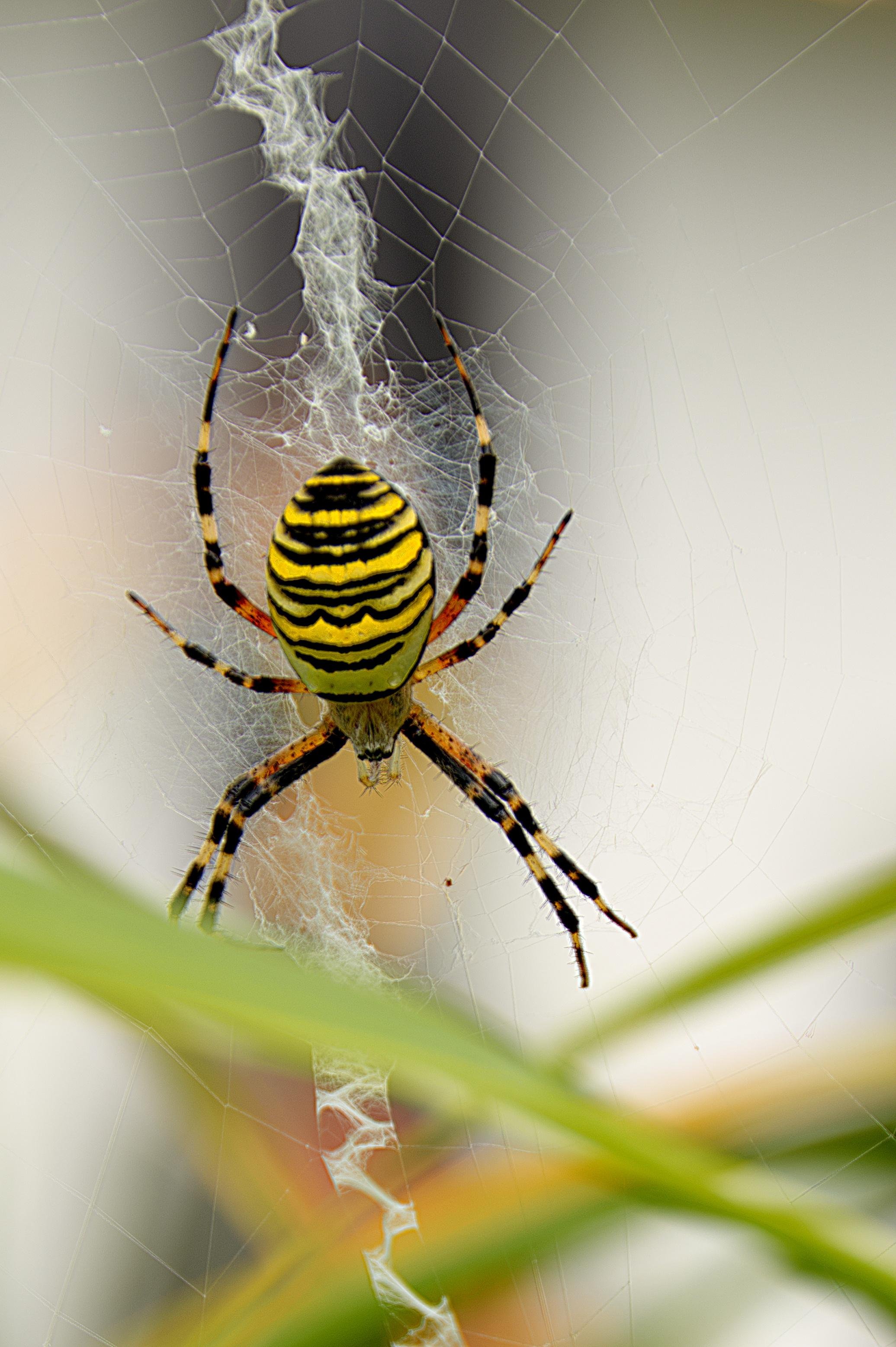 Yellow and black striped spider resting on a web, surrounded by blurred green leaves in the foreground and a softly focused background. The web features a distinctive zigzag pattern beneath the spider.
###
Gelb-schwarz gestreifte Spinne ruht auf einem Netz, umgeben von verschwommenen grünen Blättern im Vordergrund und einem sanft fokussierten Hintergrund. Das Netz weist unter der Spinne ein charakteristisches Zickzackmuster auf.