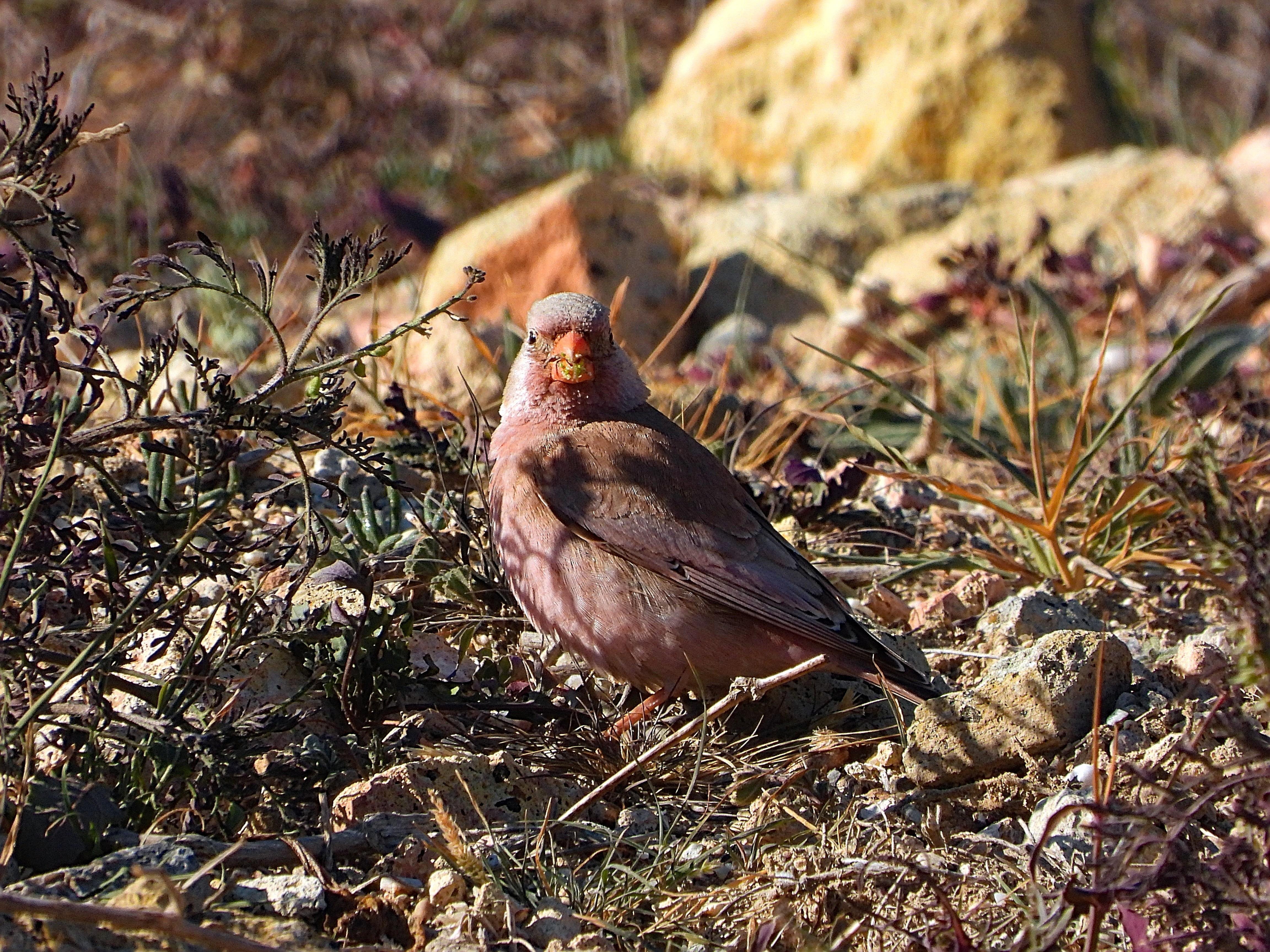 El ave se encuentra posada en el suelo, mira a la cámara fijamente y está entre matorrales y piedras. Tiene el pico lleno de semillas. Tiene la cabeza blanca y el cuerpo es rosado con tonos marrones en las alas.
Si estás leyendo este texto es porque tienes dificultades de visión y espero que te haya ayudado a ver la imagen. Si no ha sido así, te agradecería los comentarios.
Si lo has leído aunque ves la imagen sin problemas recuerda que debes poner un texto alternativo en tus archivos multimedia para que todo el mundo pueda disfrutarlos.
coroprotesta@tutamail.com