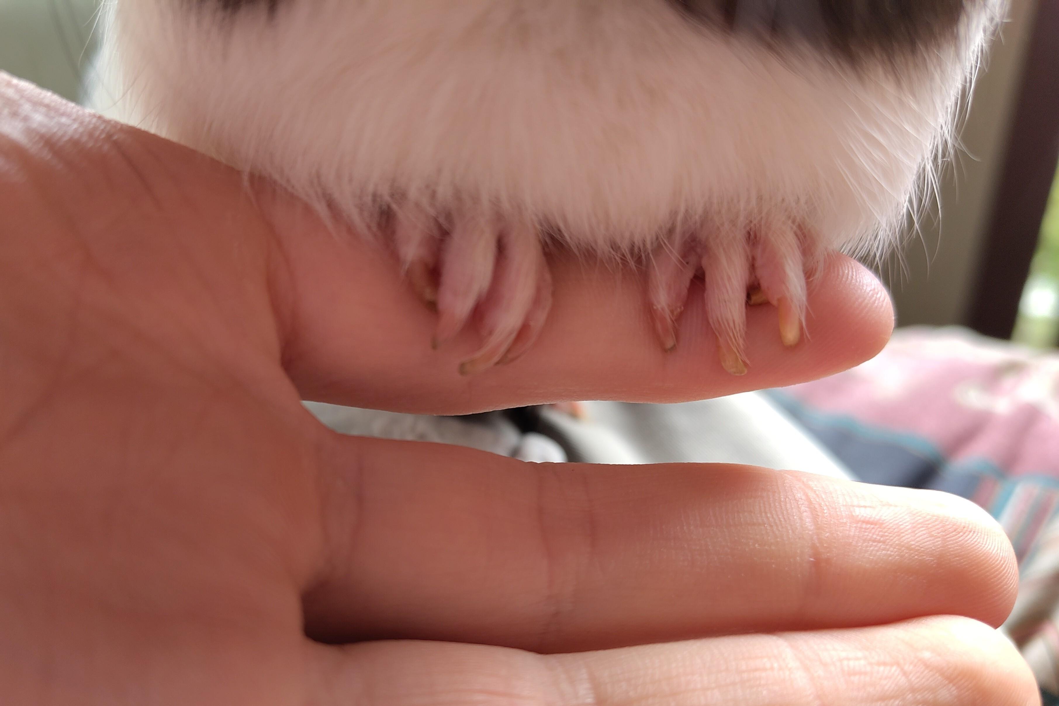Foto im Querformat.
Die Bildmitte füllen drei Finger einer menschlichen Hand. Auf dem oberen Finger befinden sich die Vorderfüße eines hellen Meerschweinchens.