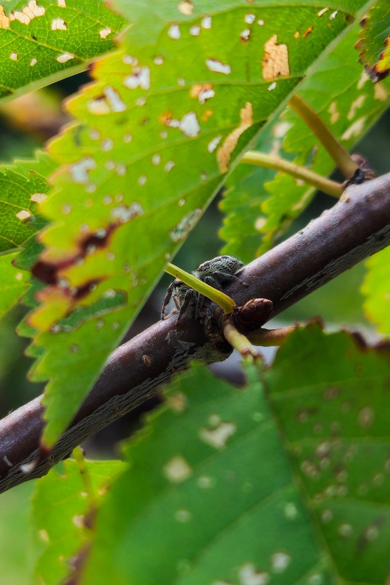 Close-up of a small mottled gray spider on a brown vine branch, framed by green leaves with scattered holes and pale spots, with the background softly blurred.