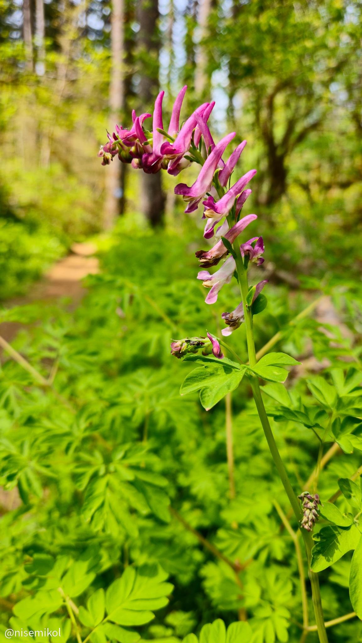 Pink and purple flowers with curved petals grow on a single green stem surrounded by lush green foliage. A blurred forest background features tall trees and filtered sunlight.