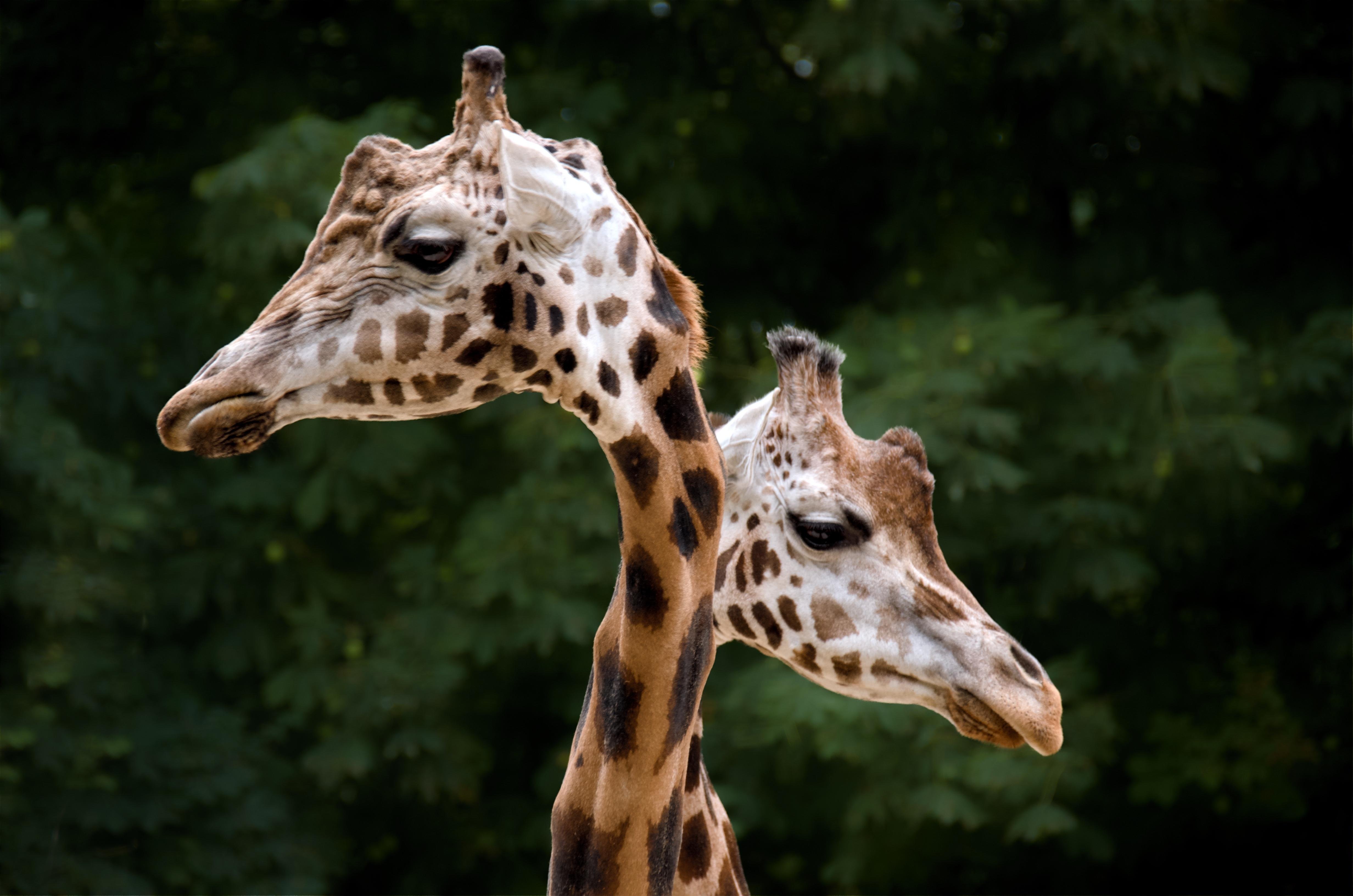 Zwei Giraffen. Der Hals ist direkt hintereinander. Aber eine schaut nach rechts, die andere nach links.