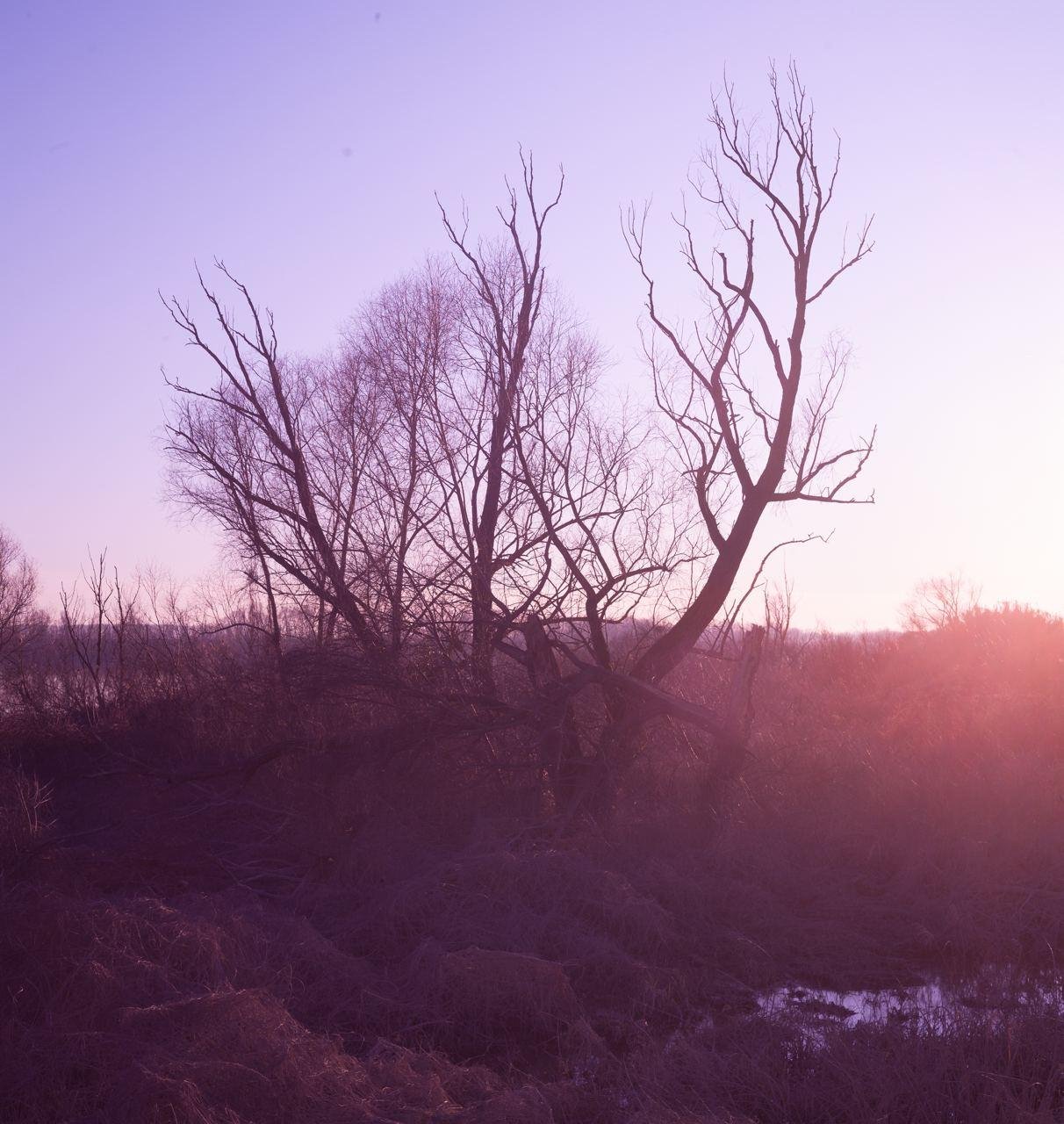 a tree in a purple sunset