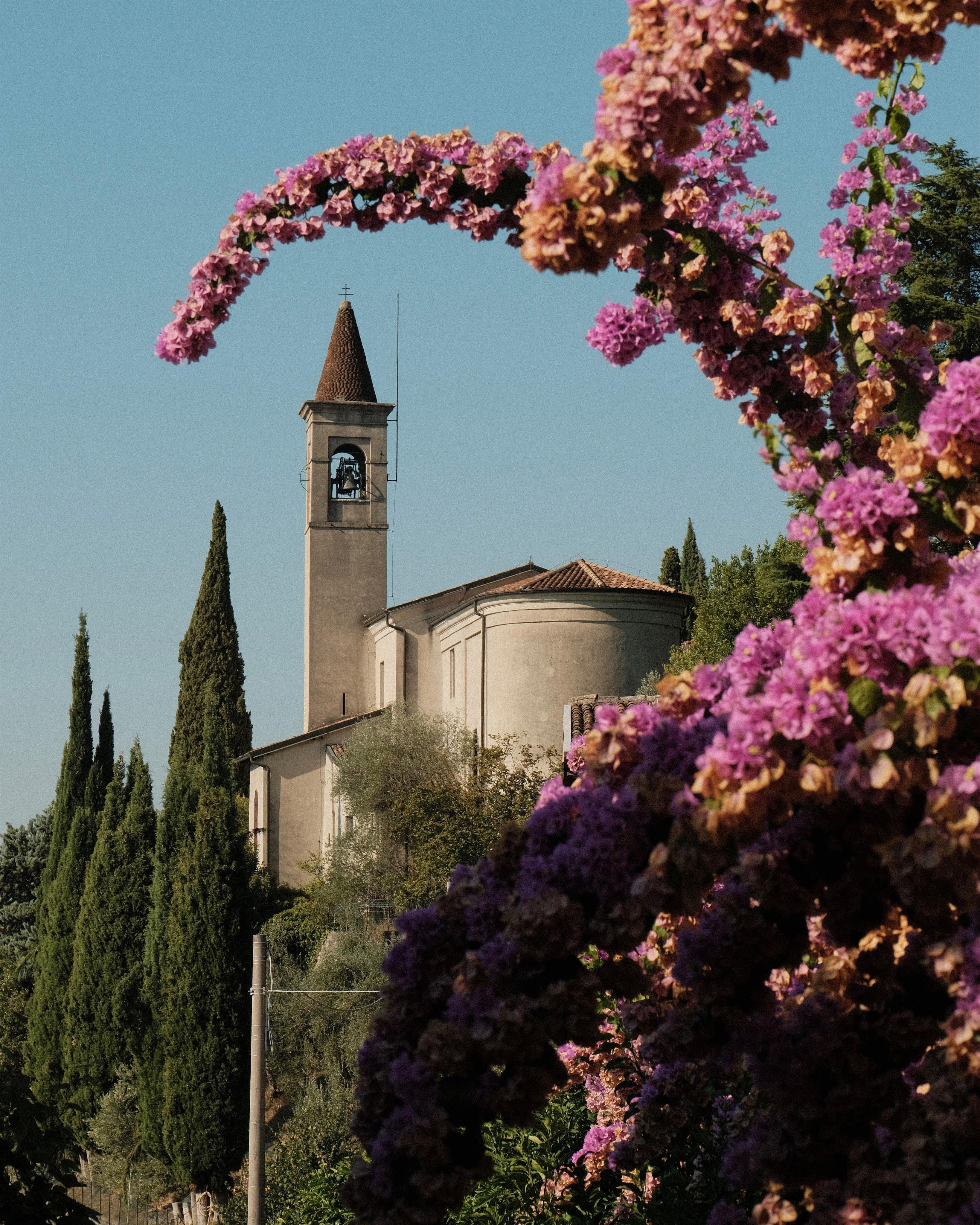 A church with a tall bell tower topped by a tiny cross, a bell visible in the arched opening, and a rounded apse with a tiled roof. The church is surrounded by cypress trees and its framed by pink flowery branches of a plant in the foreground.