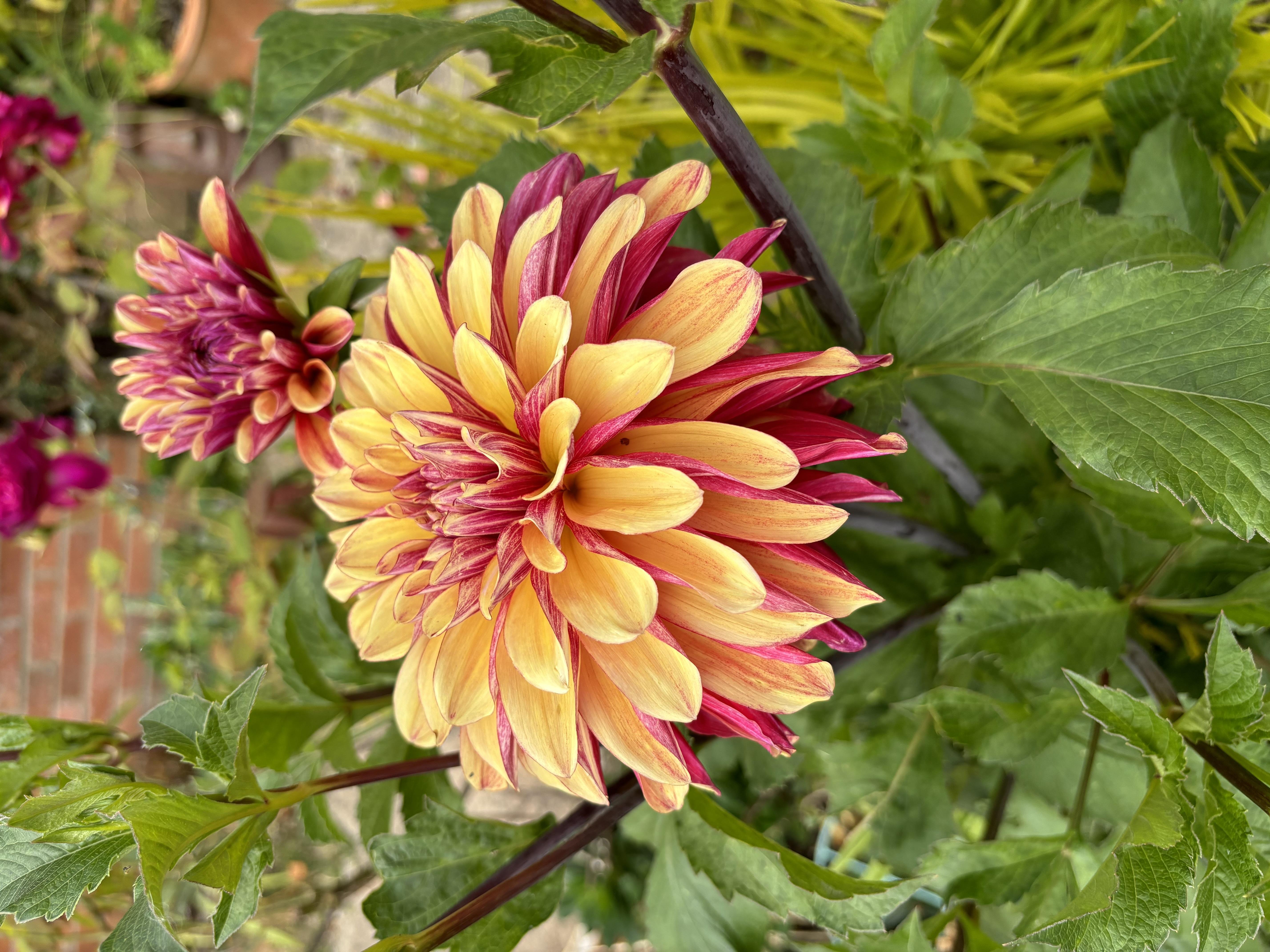 This image features a close-up of a vibrant flower with layers of overlapping petals in shades of yellow, orange, and pinkish-red. The flower stands prominent among lush green foliage, with other similar flowers visible in the background. The setting appears to be a garden or outdoor environment, with the focus primarily on the strikingly colorful flower.