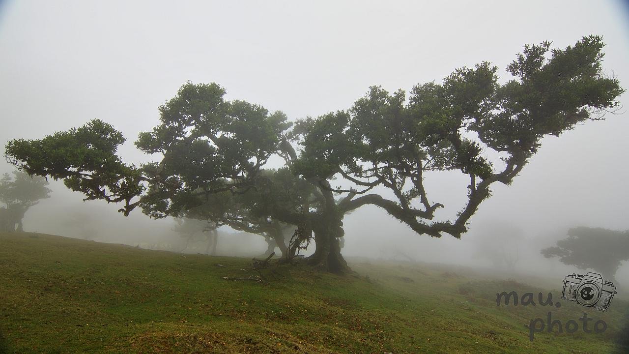 The image shows a tree with gnarled branches on a grassy hillside, surrounded by mist or fog. This creates an atmospheric and mysterious scene.