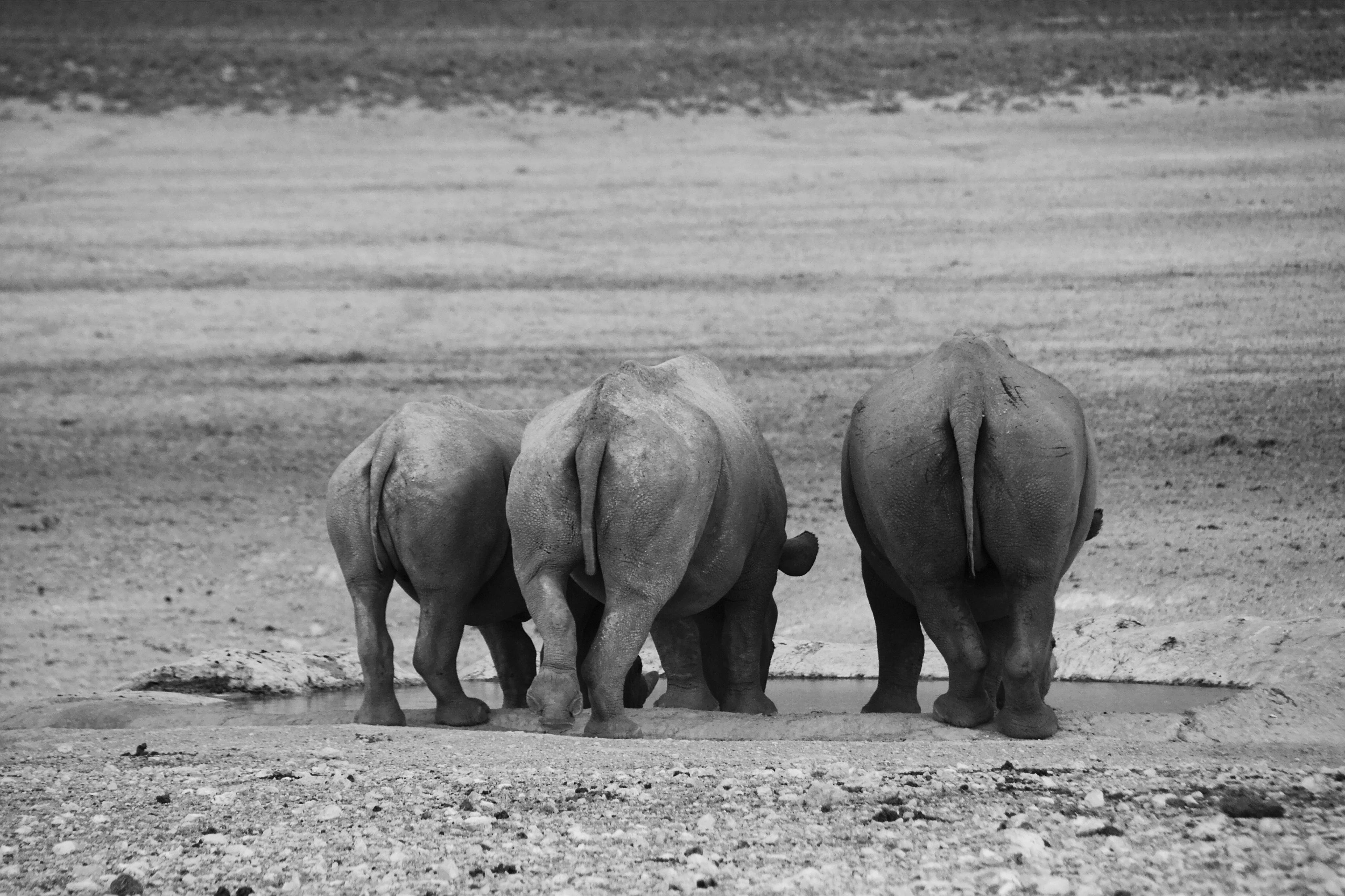 Three rhinos drinking at a water hole next to each other. They are facing away from the camera, so you can only see their backsides.