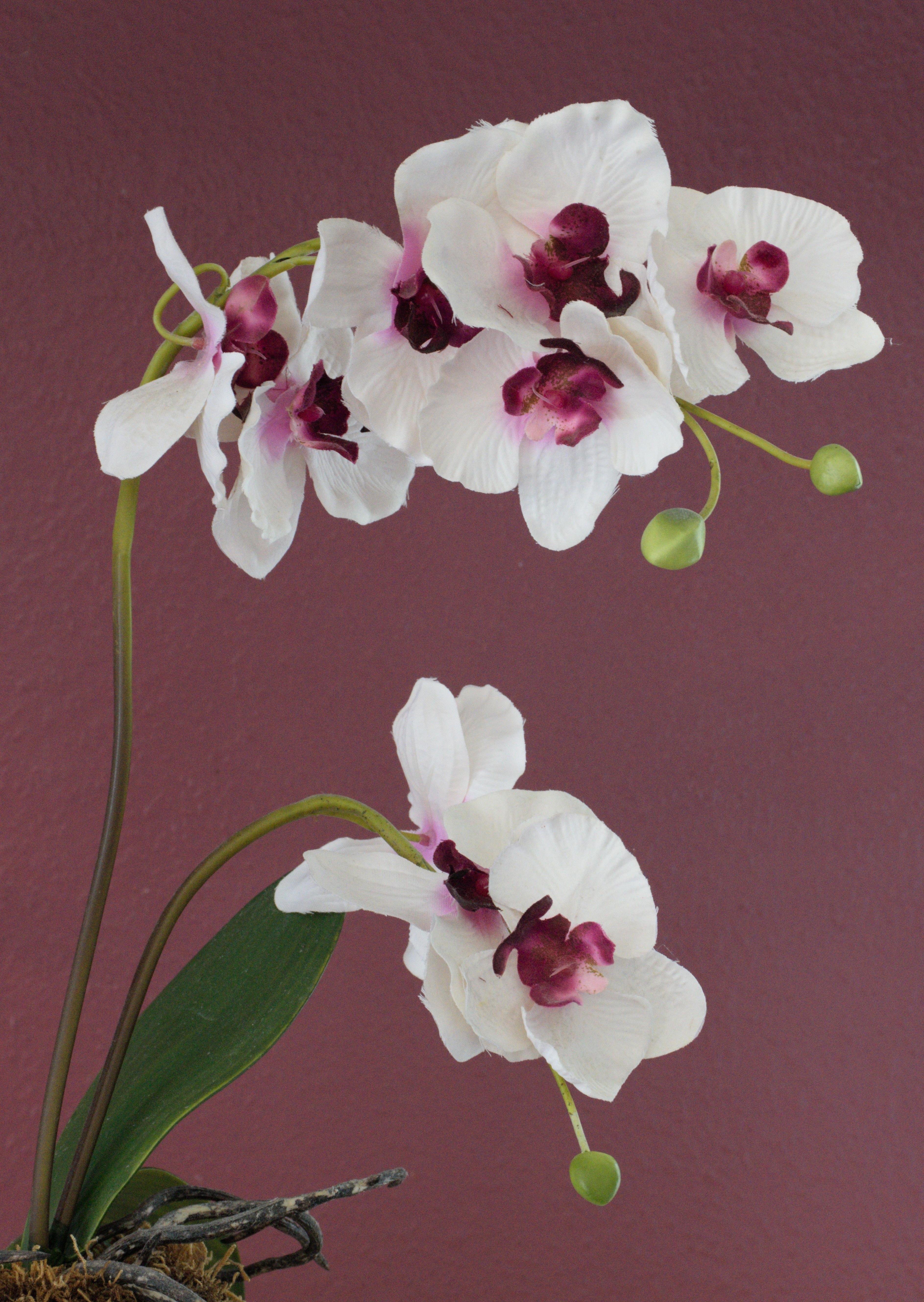 The image features an orchid plant with white and pink flowers. The orchid is set against a plain background, showcasing its delicate petals and intricate structure. The flowers have a combination of light and dark pink centers, creating a striking contrast with the white petals. The plant also has green leaves and some unopened buds.