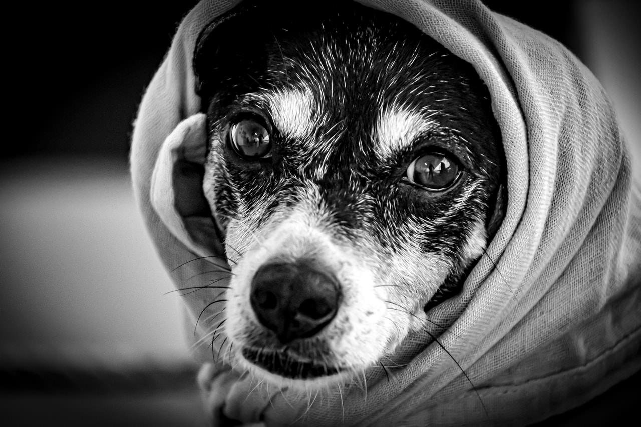 A black-and-white close-up of a small dog with a dark face, white markings around its eyes and snout. The dog is wearing a light-colored hooded garment, which frames its face closely. The background is blurred, highlighting the dog's expressive eyes and wet fur.