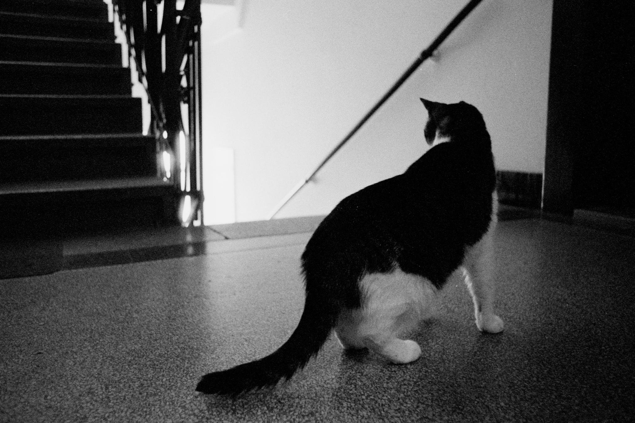 Black-and-white photo of a black-and-white cat crouched on a speckled floor near the base of a staircase, looking toward a wall with a diagonal handrail; stairs and railing appear on the left.
