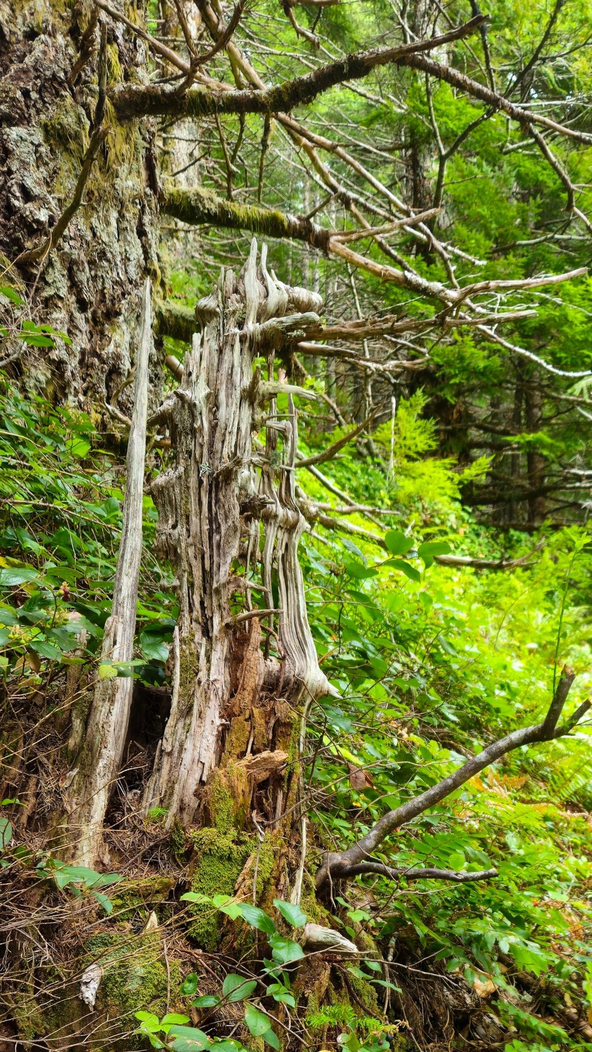Weathered, broken tree stump with pale splintered wood and moss at the base, surrounded by leafy undergrowth; a large tree trunk on the left and dense evergreen branches and ferns filling the forest background.