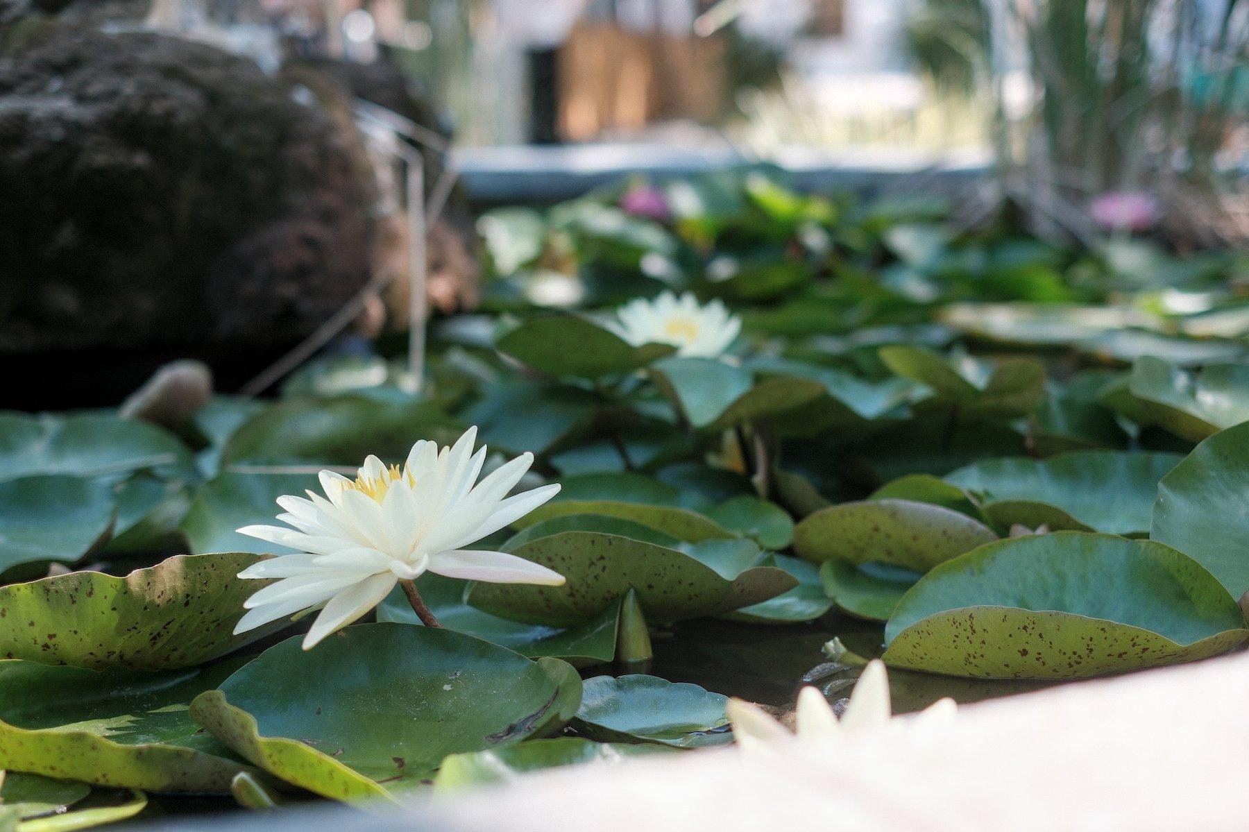Photo horizontale. Gros plan sur une fleur blanche flottant sur une marre d’eau, au milieu de nénuphares