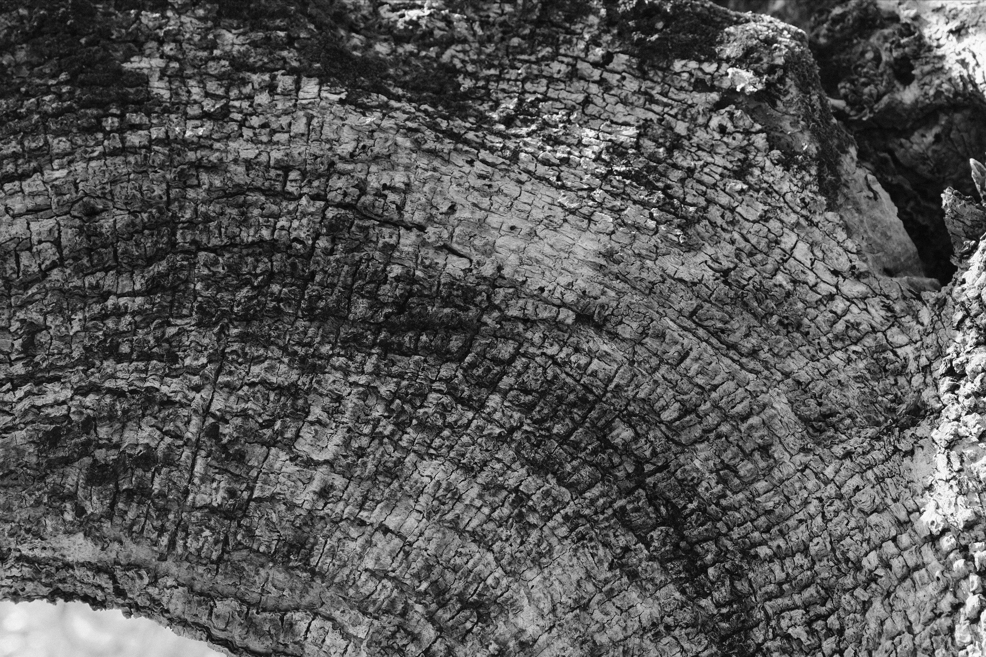 Closeup shot of the bark of an old Olive tree in black and white.
