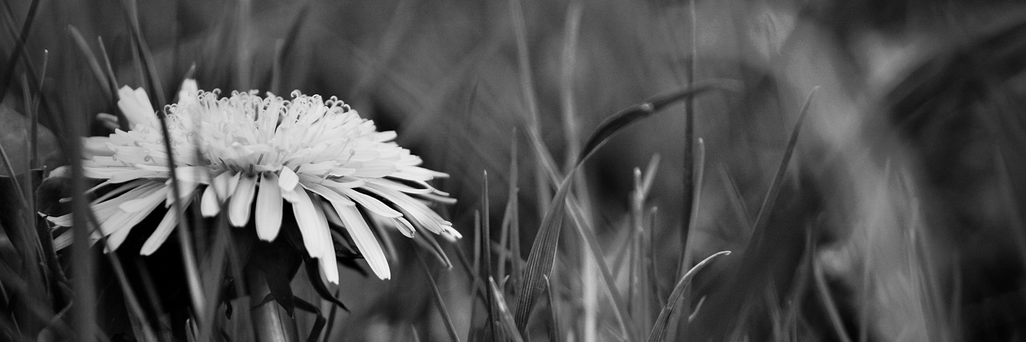 header profile
