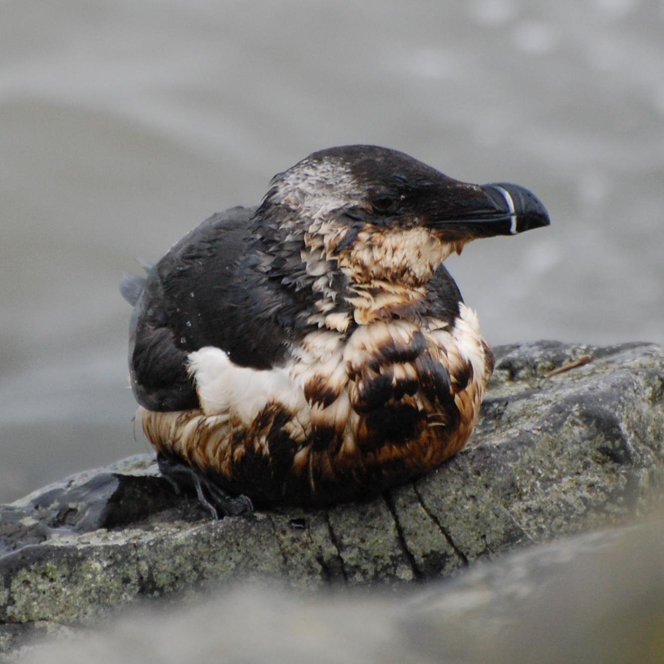 A picture of an oil-covered razorbill sitting on a stone.