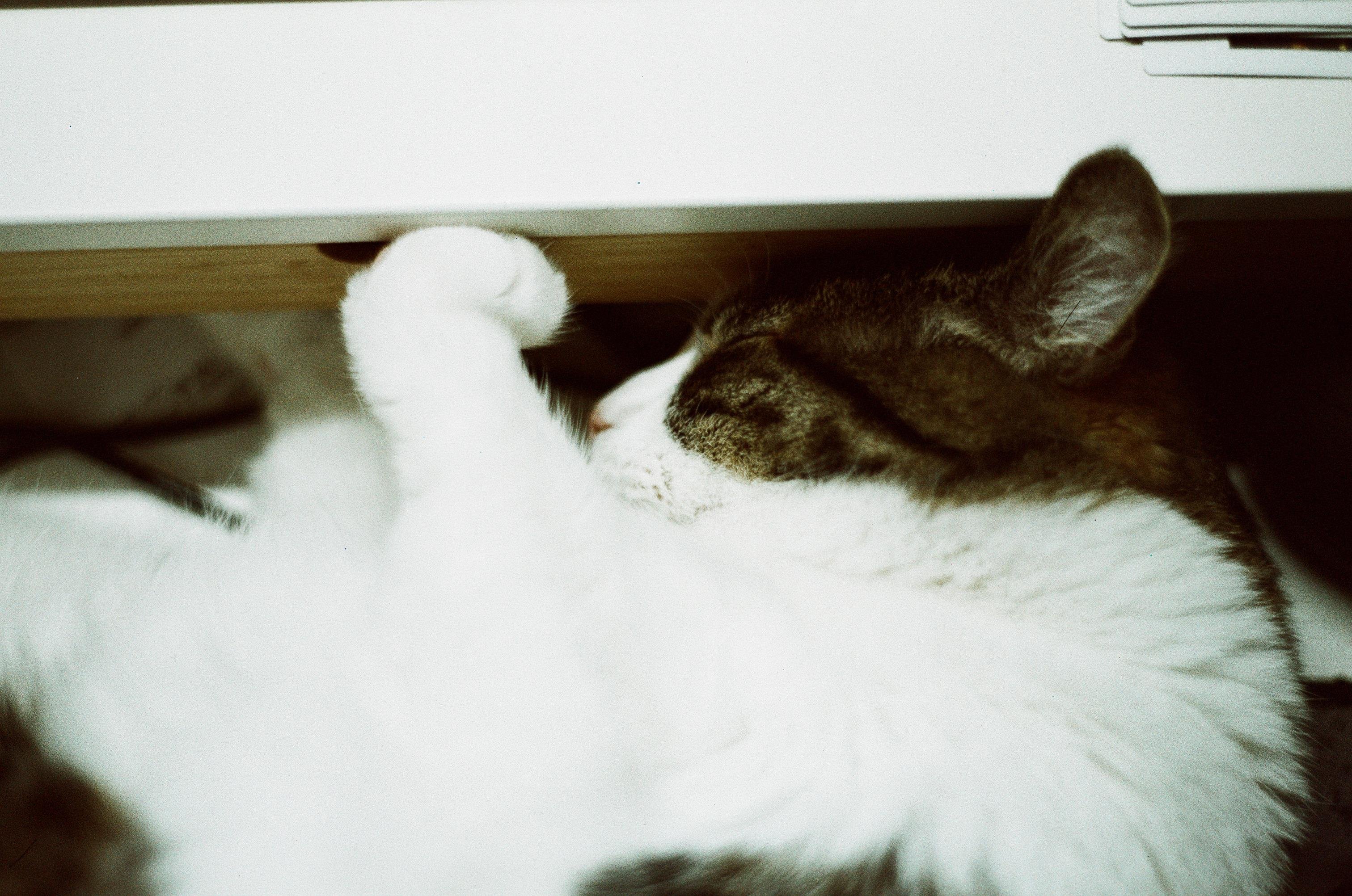 A photo of a sleeping piebald cat leaning against a drawer